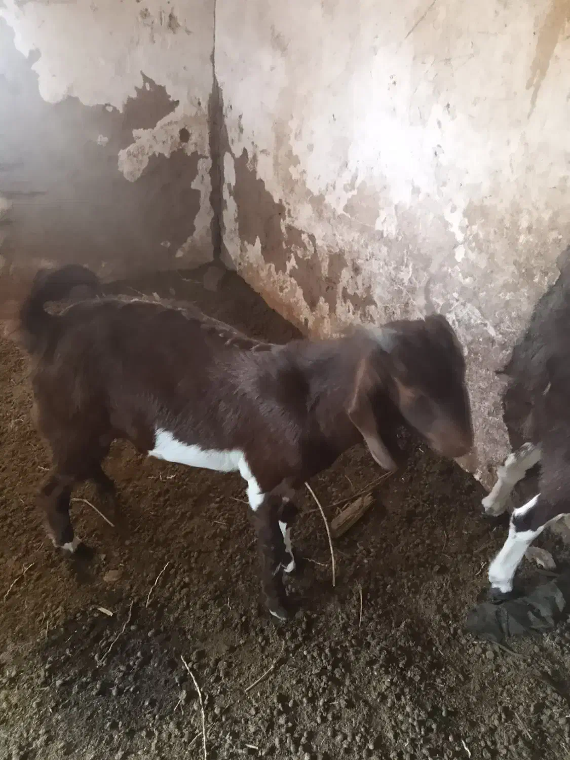 کره نر رشتی|حیوانات مزرعه|نرماشیر, |دیوار