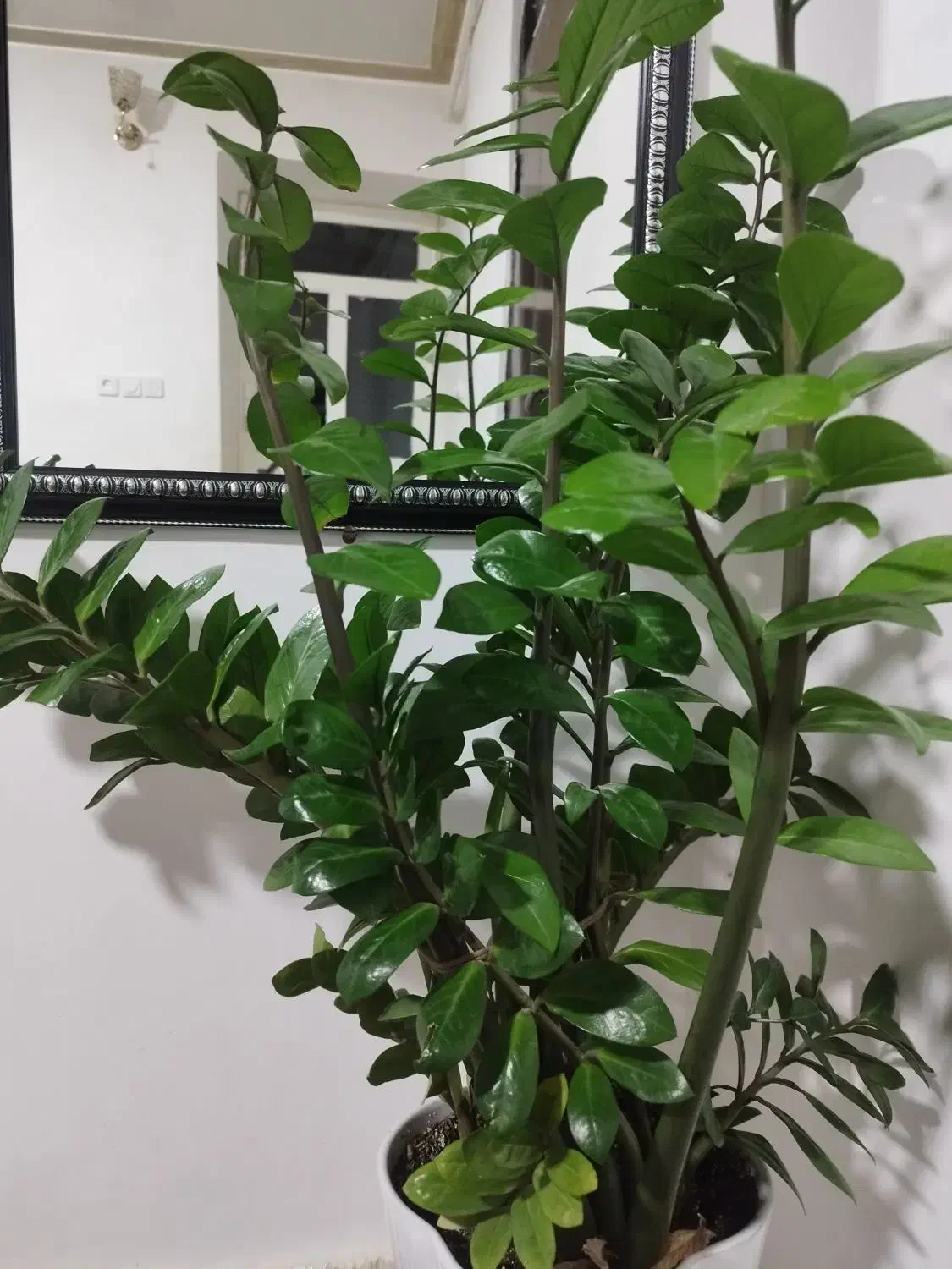 گل زاموفیلا سبز|گل و گیاه طبیعی|سردشت, |دیوار