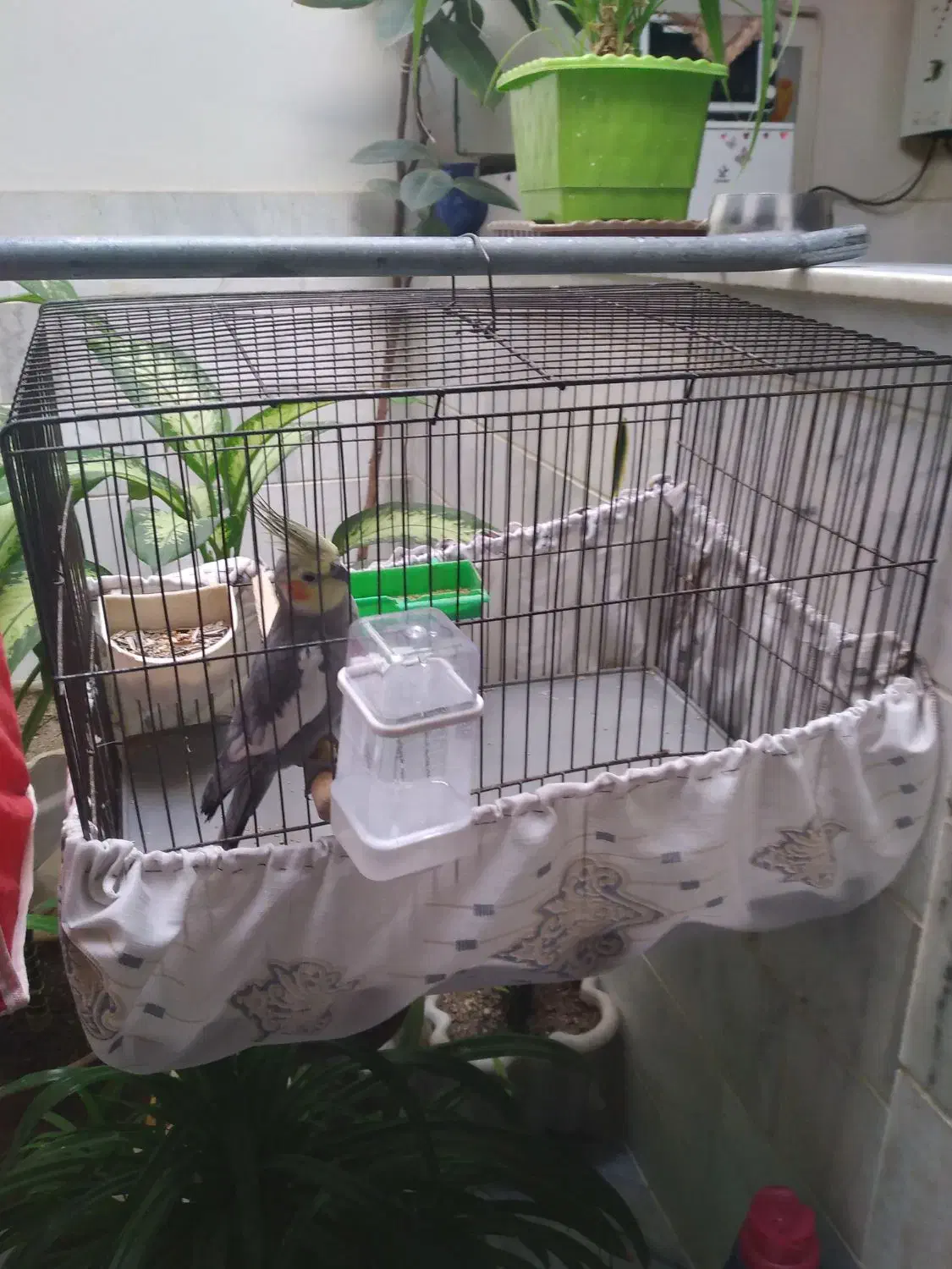 عروس هلندی نر سخنگو به فروش میرسد|پرنده|سنقر, |دیوار