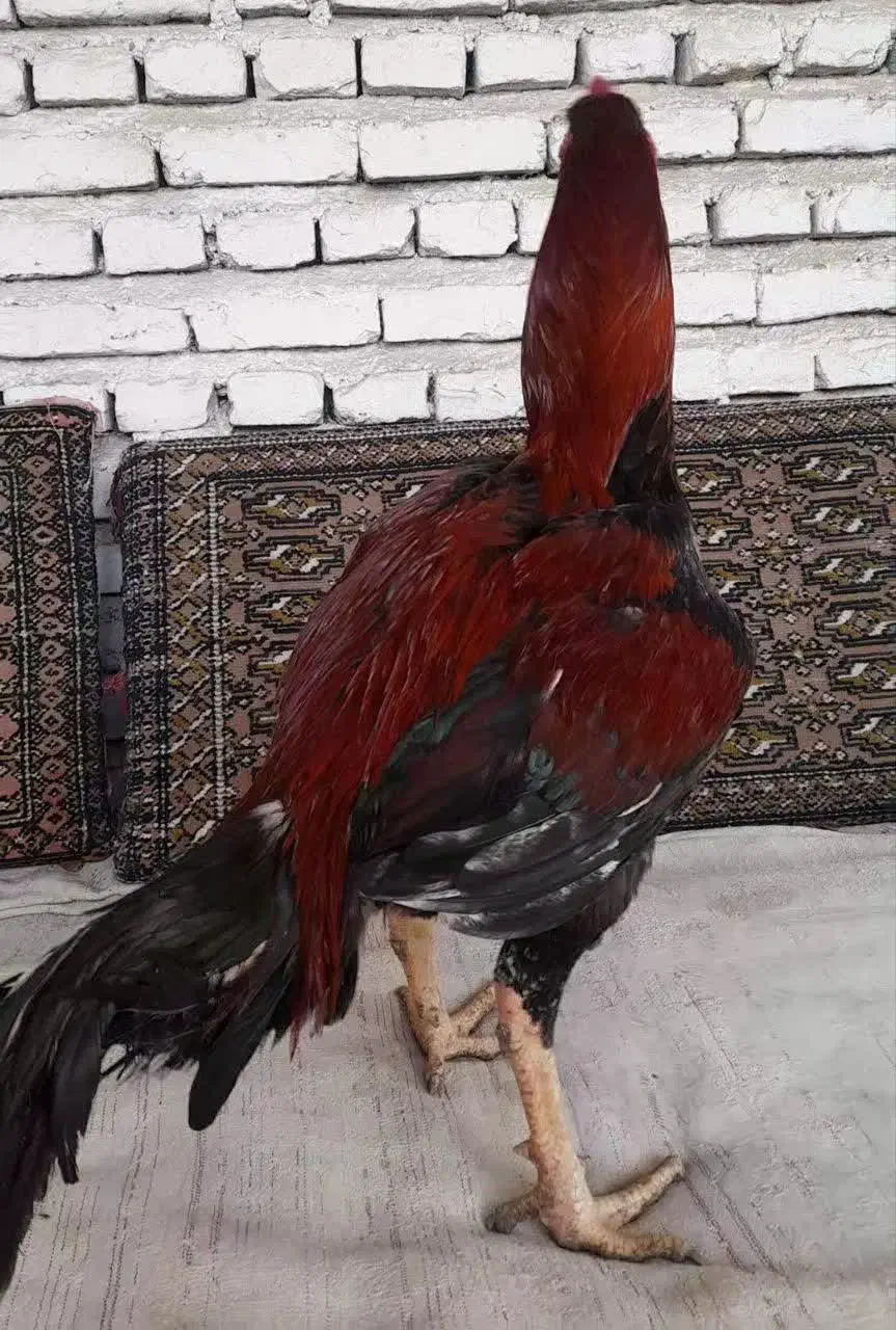 خروس لاری|حیوانات مزرعه|ساری, |دیوار