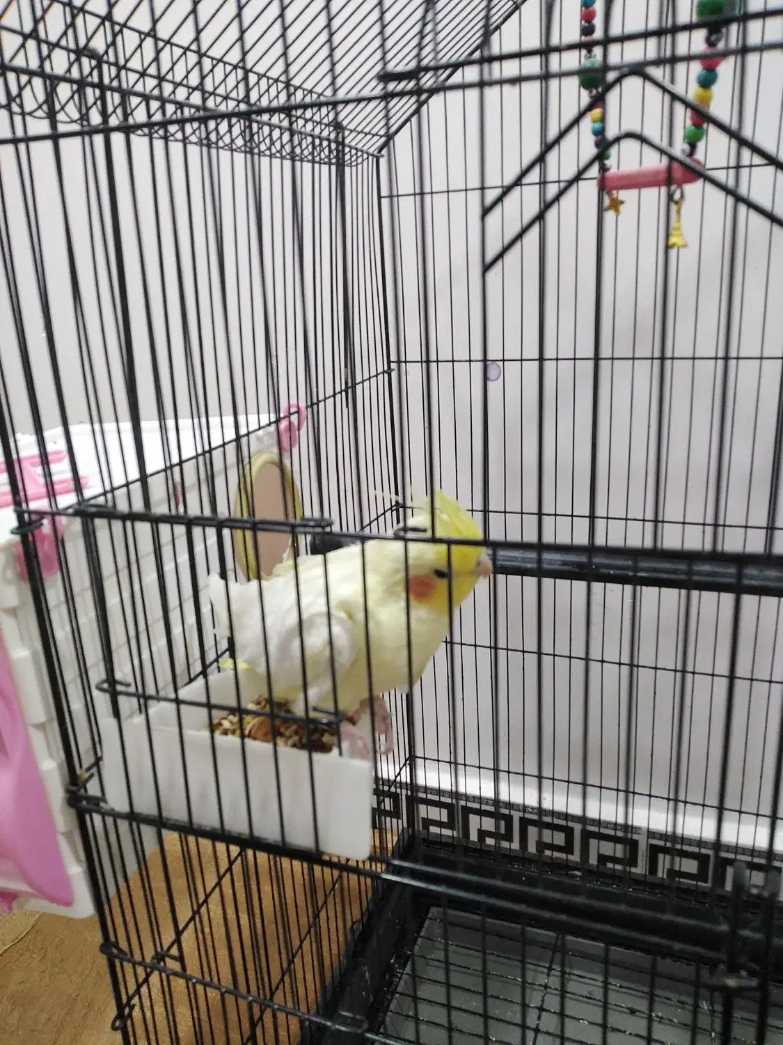 عروس هلندی|پرنده|بندر ماهشهر, |دیوار