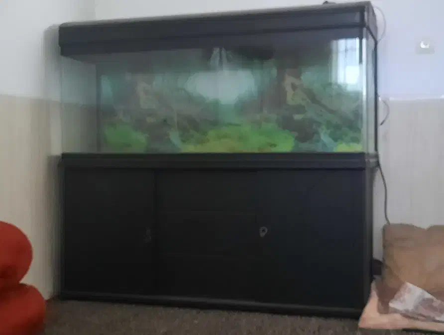 آکواریوم شرکتی بزرگ ماهیران با کلیه متعلقات|ماهی|یزد, |دیوار