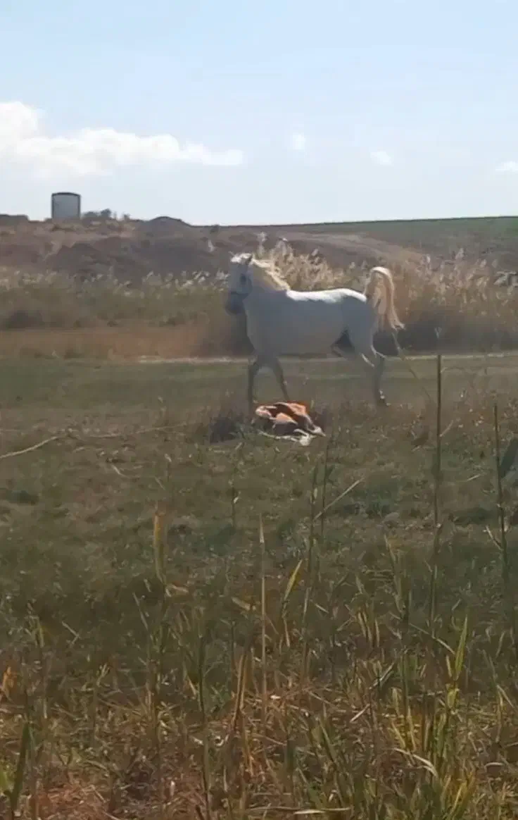 اسب مادیان  گوزل|اسب و تجهیزات اسب‌سواری|نظر کهریزی, |دیوار