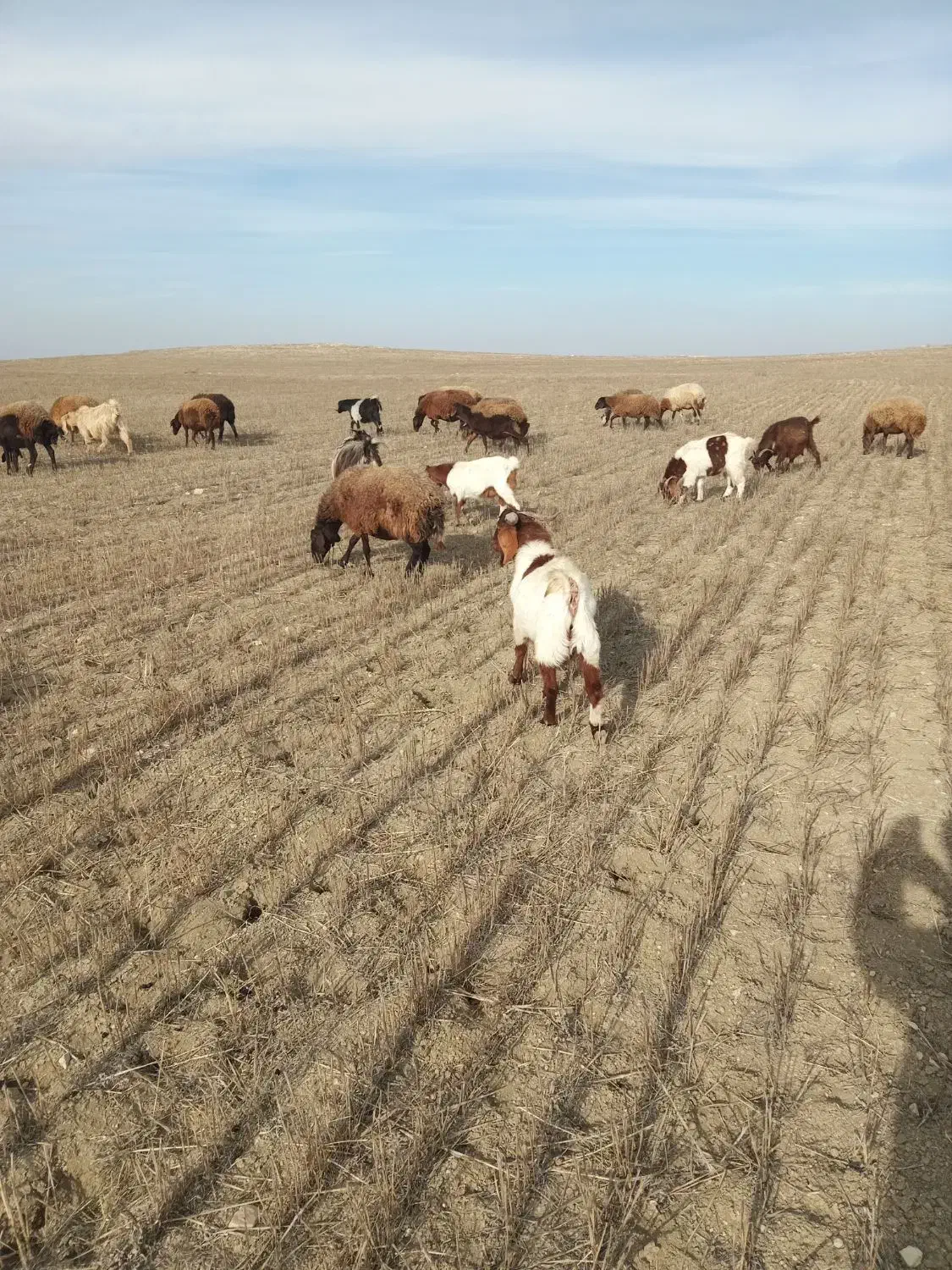 بزغاله نر گوشتی|حیوانات مزرعه|اردبیل, |دیوار