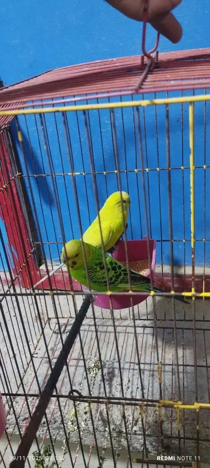 مرغ عشق مولد|پرنده|امیدیه, |دیوار