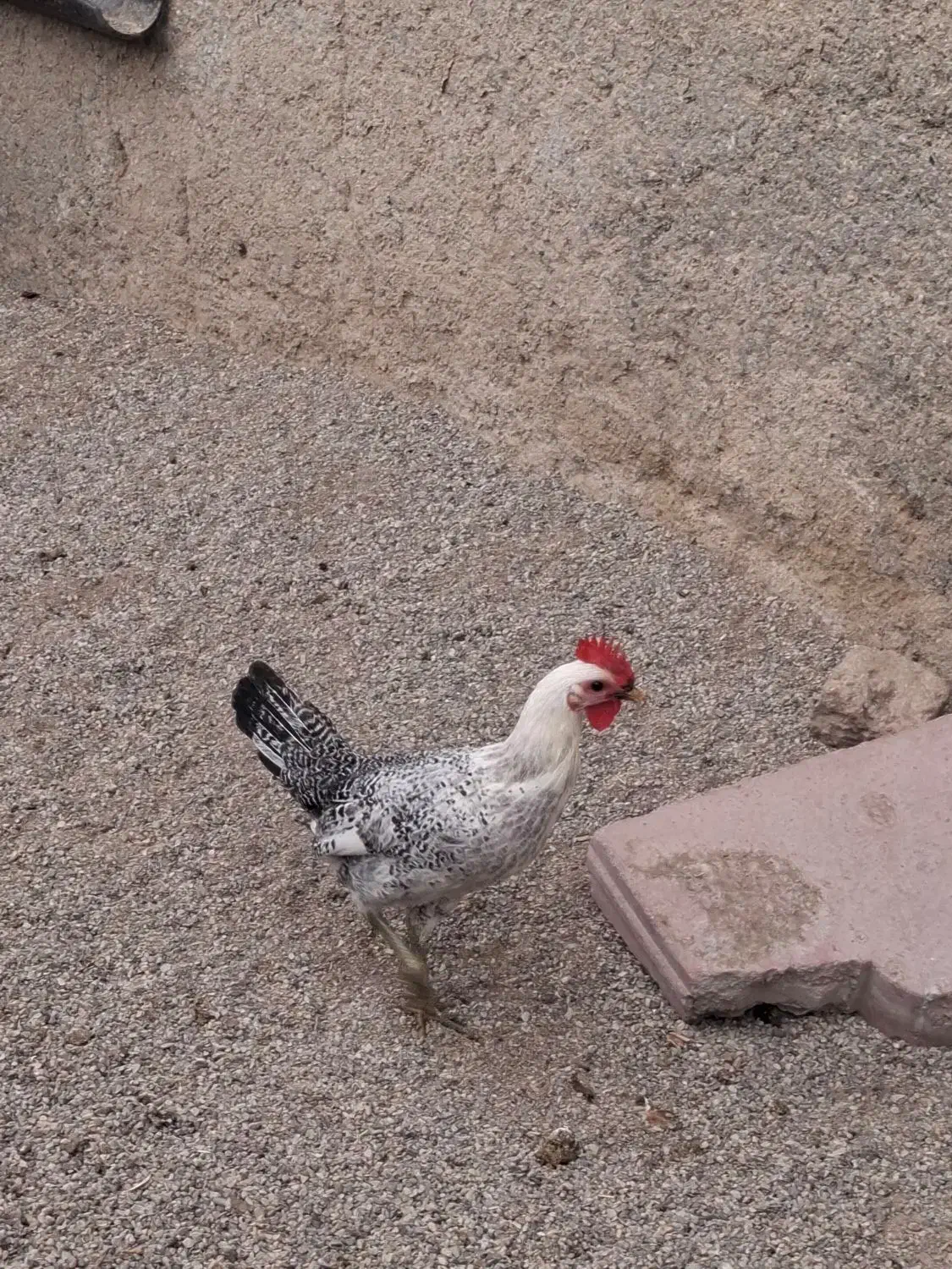 یک عددخروس پلیموت ویک عددخروس براکل بفروش میرسد|حیوانات مزرعه|محمدشهر, یزدیها|دیوار