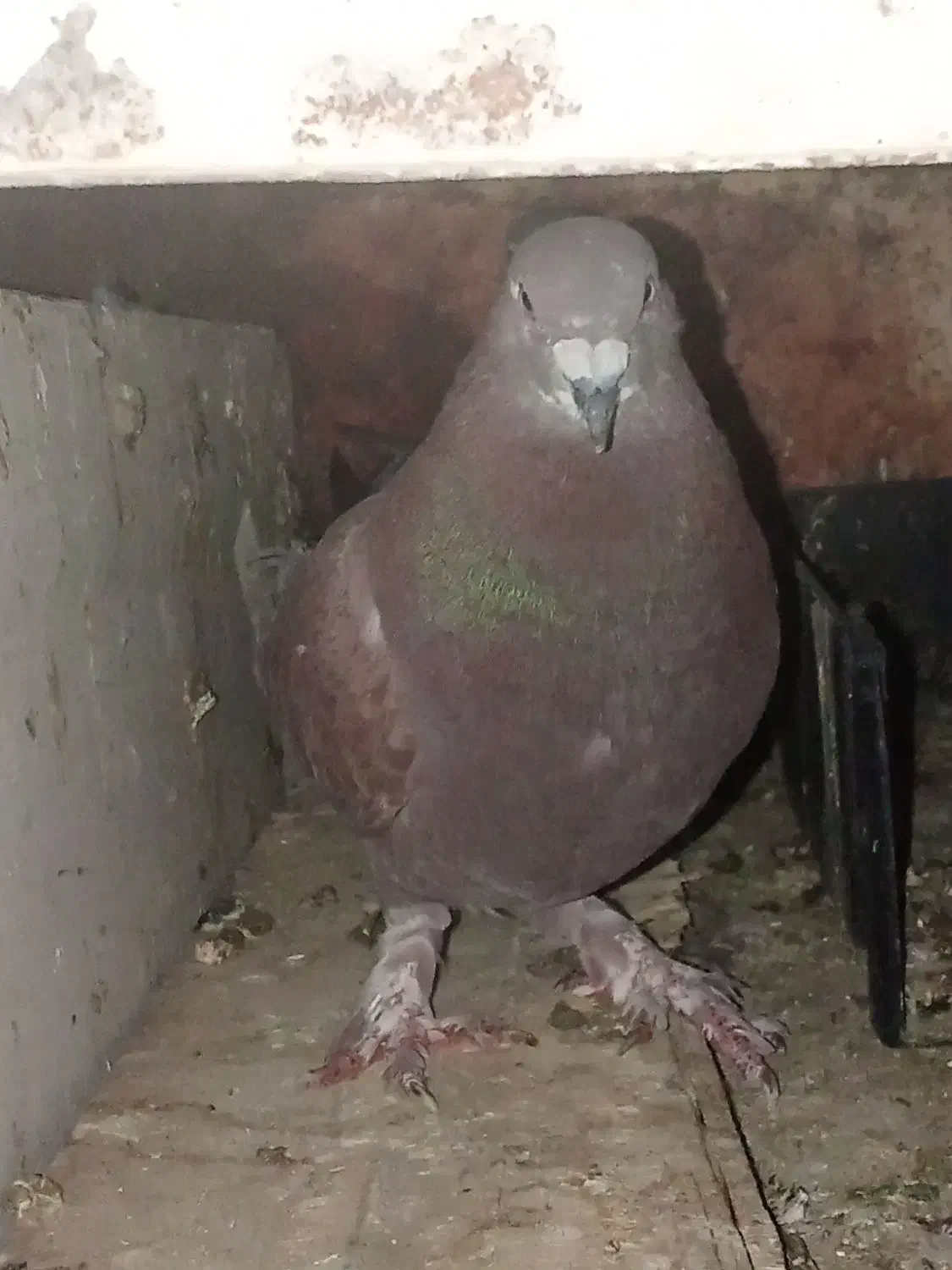 کبوتر|پرنده|خاش, |دیوار