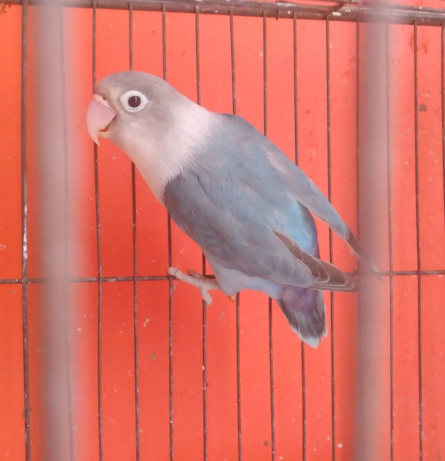 اوپال سرنارنجی ،فیشر|پرنده|بندرعباس, |دیوار