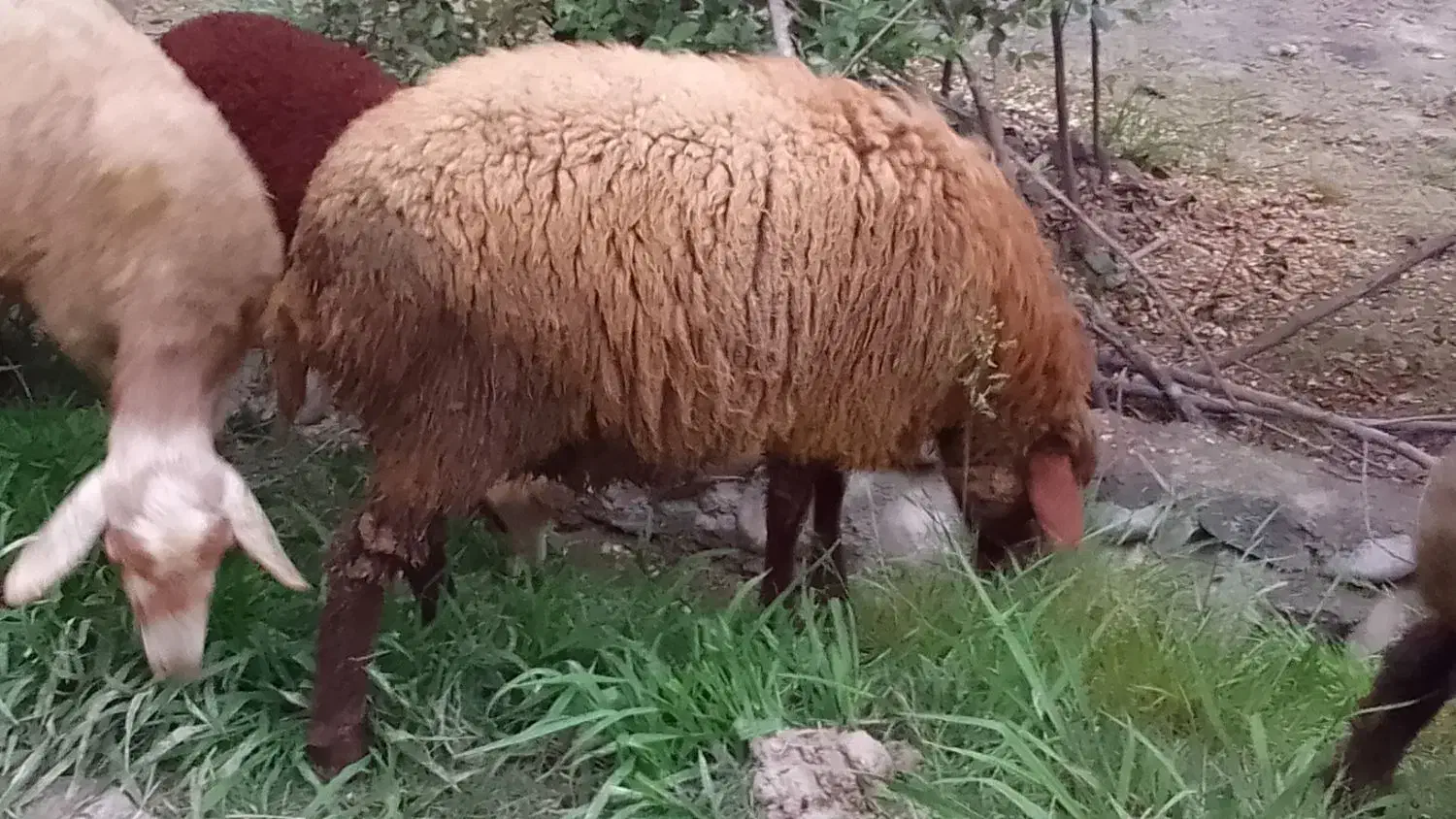 فروش گوسفند ماده|حیوانات مزرعه|شیرگاه, |دیوار