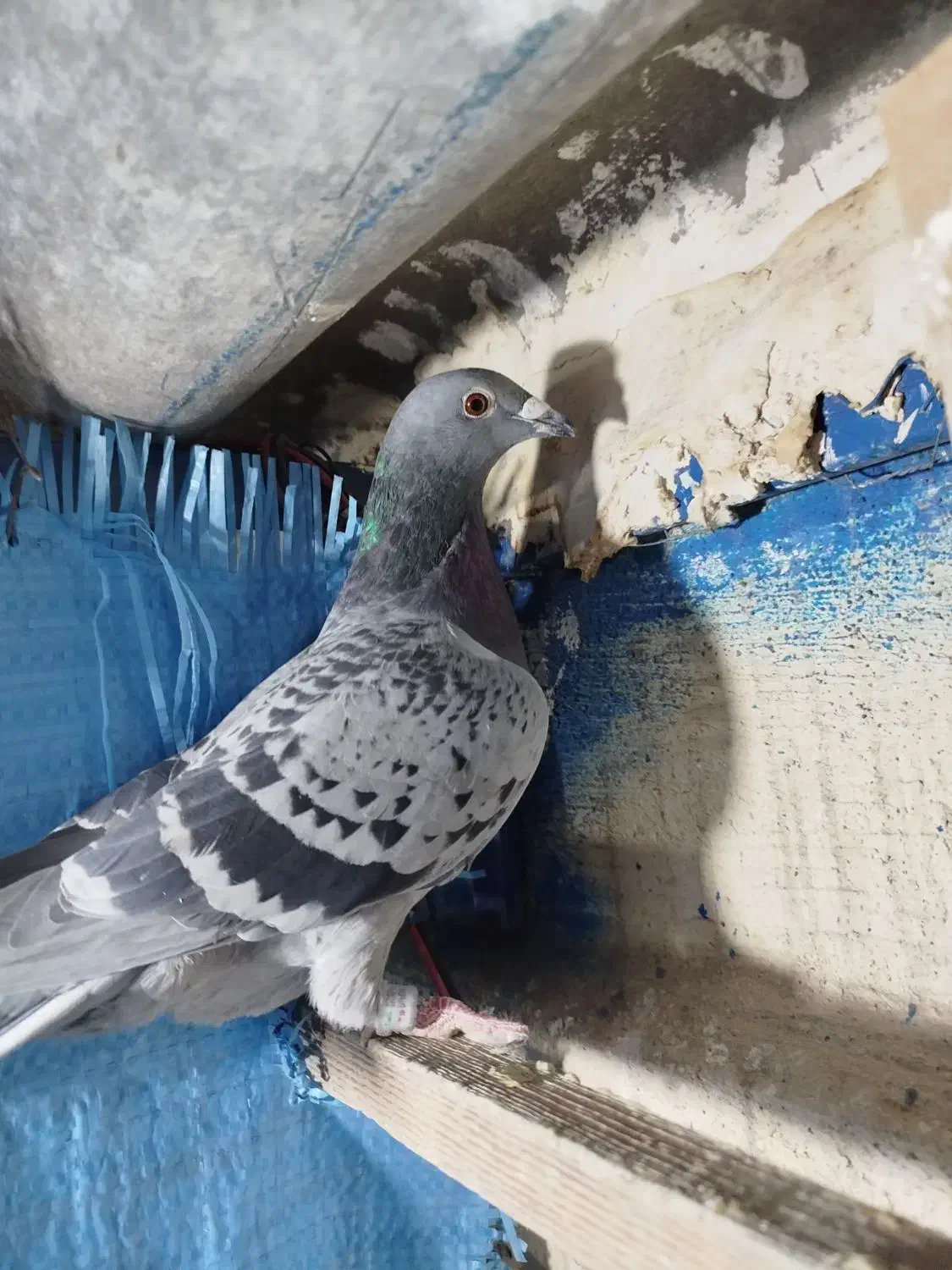 کفترآلمانی،ماده|حیوانات|اسلام‌شهر, شاطره|دیوار