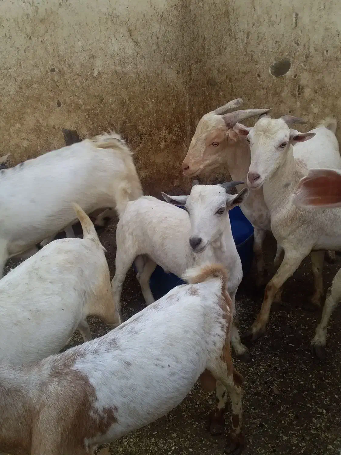 کهر|حیوانات مزرعه|کیش, |دیوار