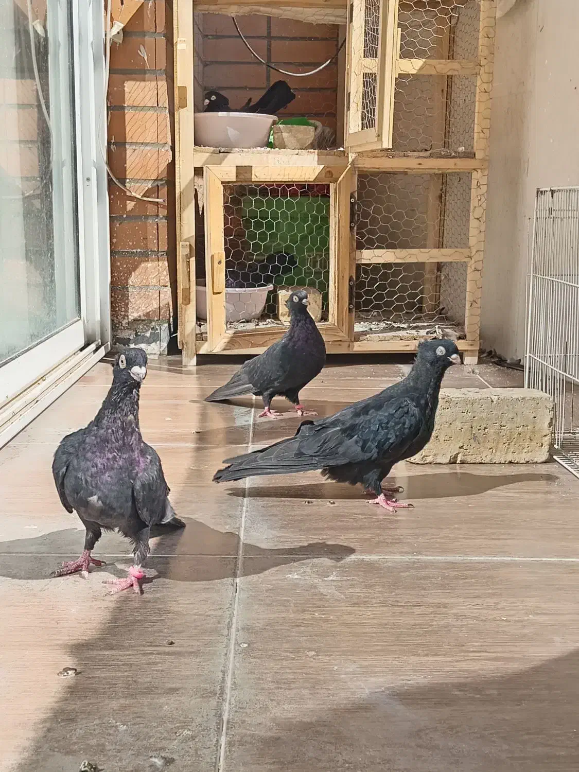 ۷ عددکفتر صربستانی زاغ|پرنده|خمینی‌شهر, |دیوار