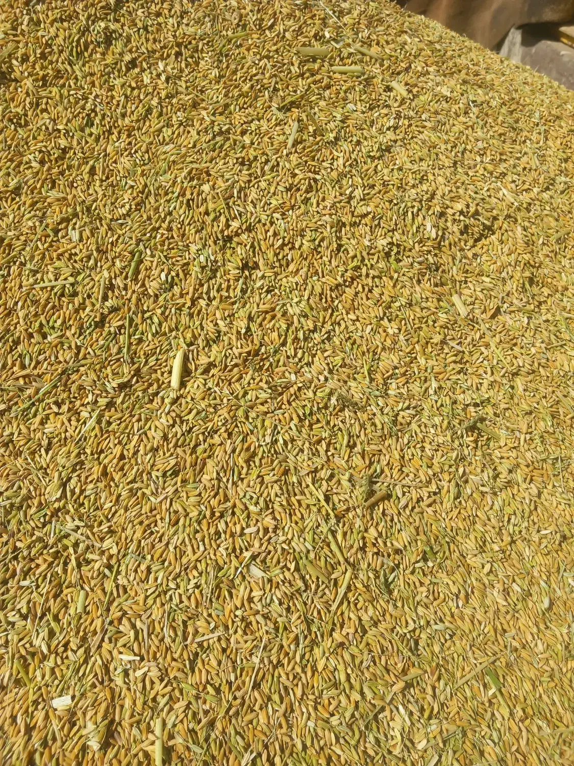 فروش چلتوک برنج لنجون اصفهانی|خوردنی و آشامیدنی|خمینی‌شهر, |دیوار