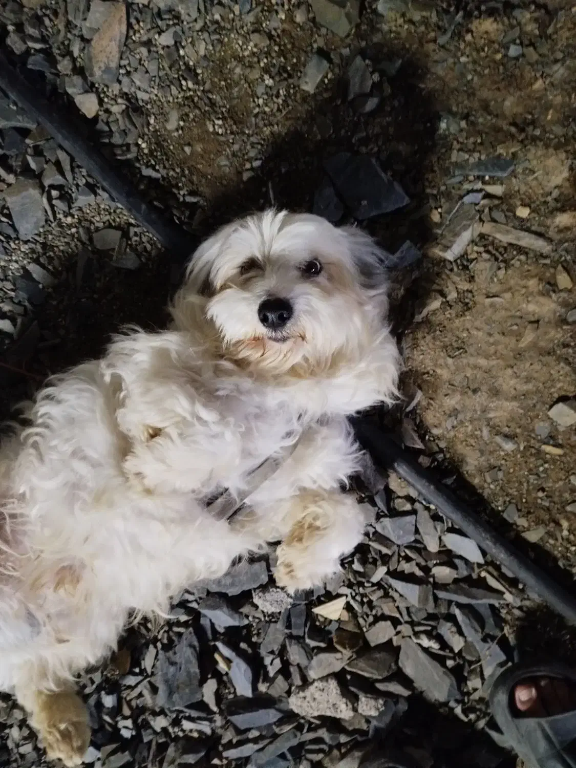 سگ شیتزو مالتیز|سگ|همدان, |دیوار