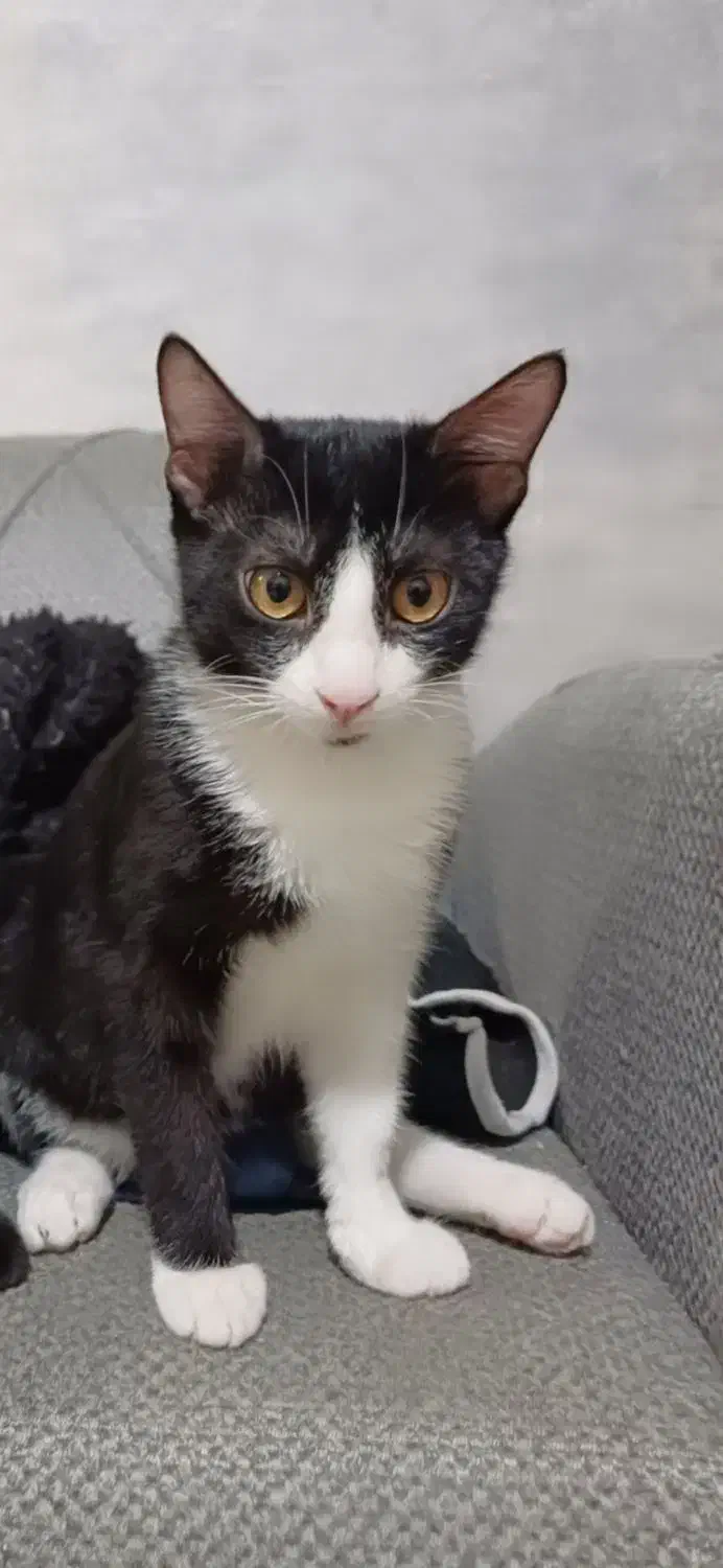 واگذاری رایگان بچه گربه|گربه|رشت, منظریه|دیوار