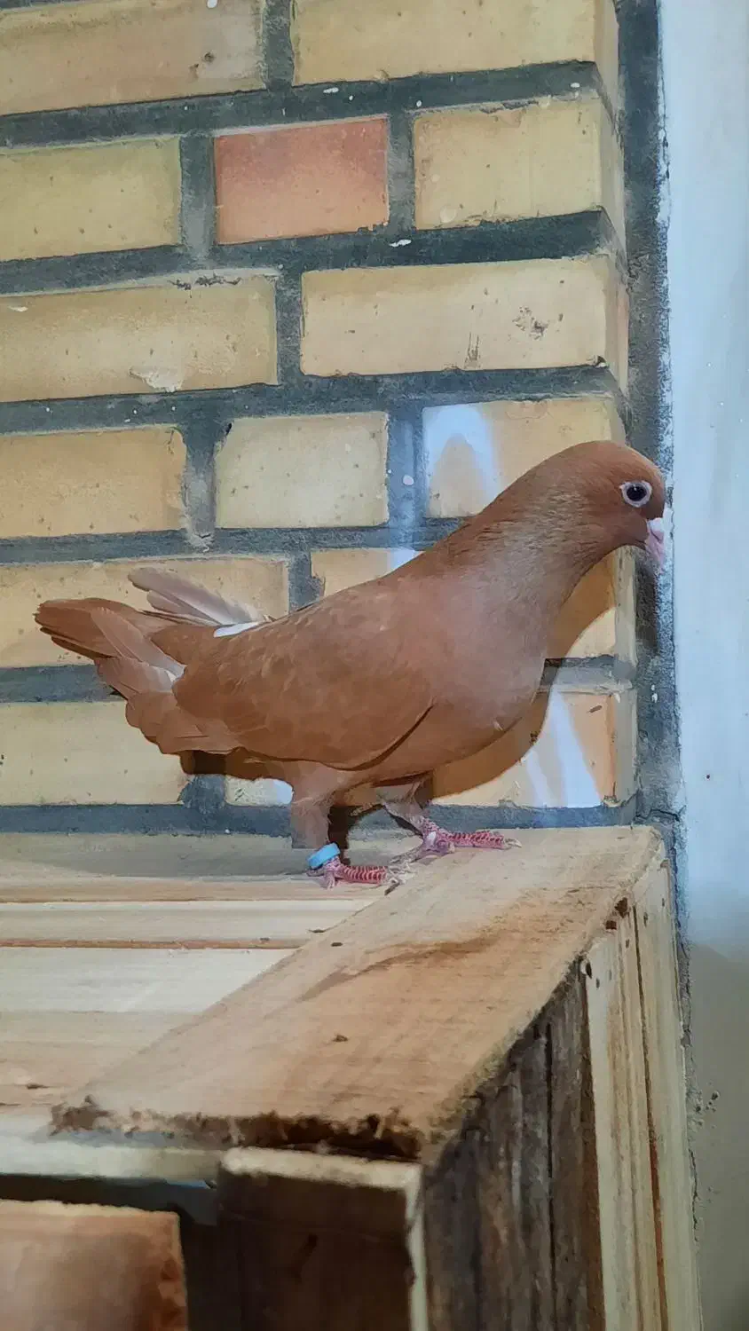 زرد ماده|پرنده|شوشتر, |دیوار