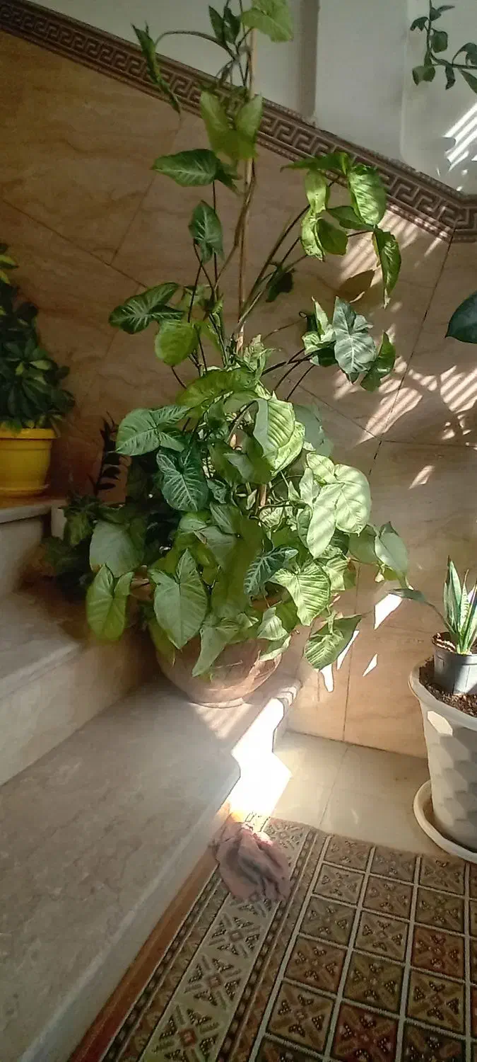 گلدان سینگولیوم|گل و گیاه طبیعی|قدس, شهرقدس|دیوار