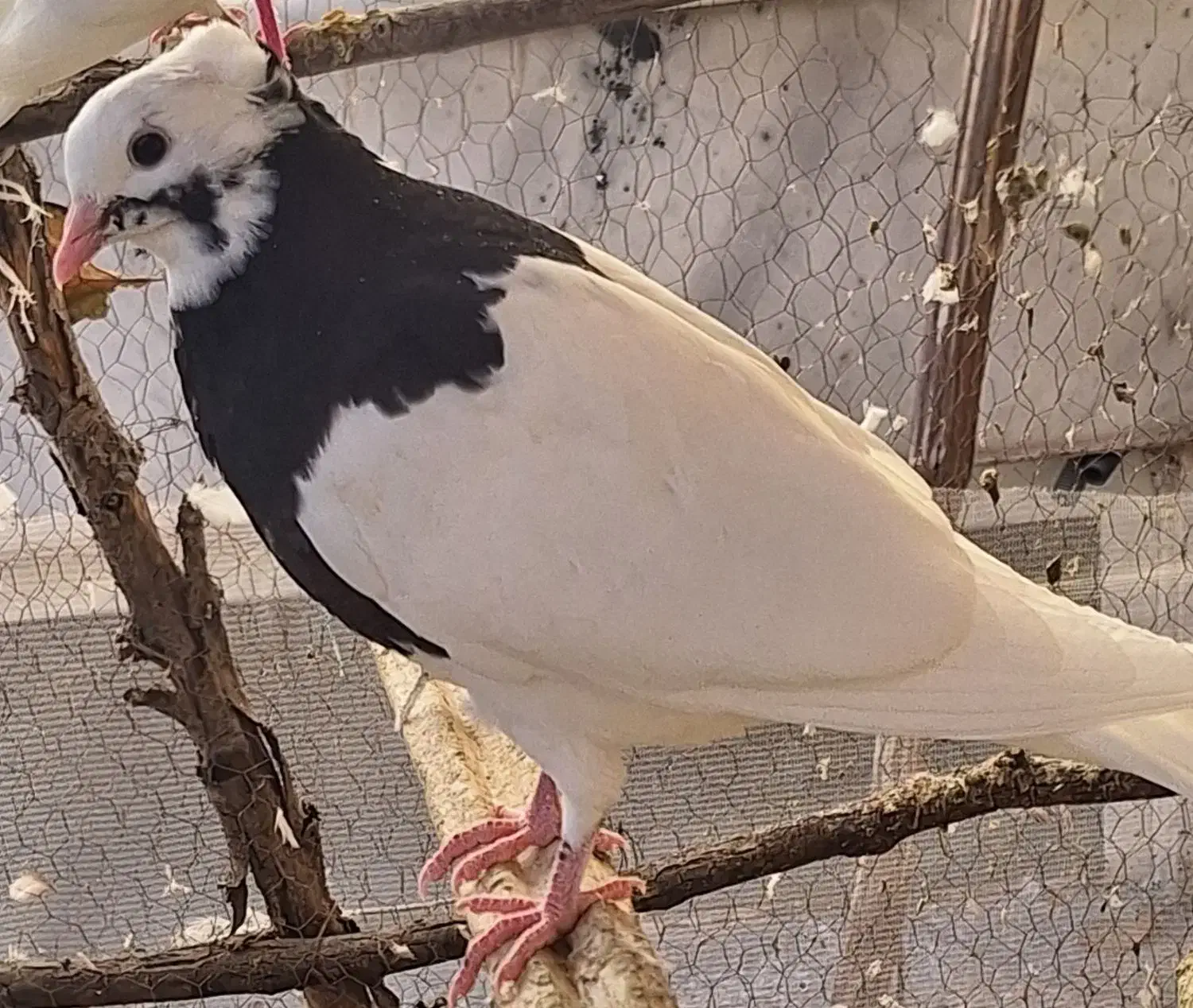 طوقی|پرنده|لنجان, |دیوار