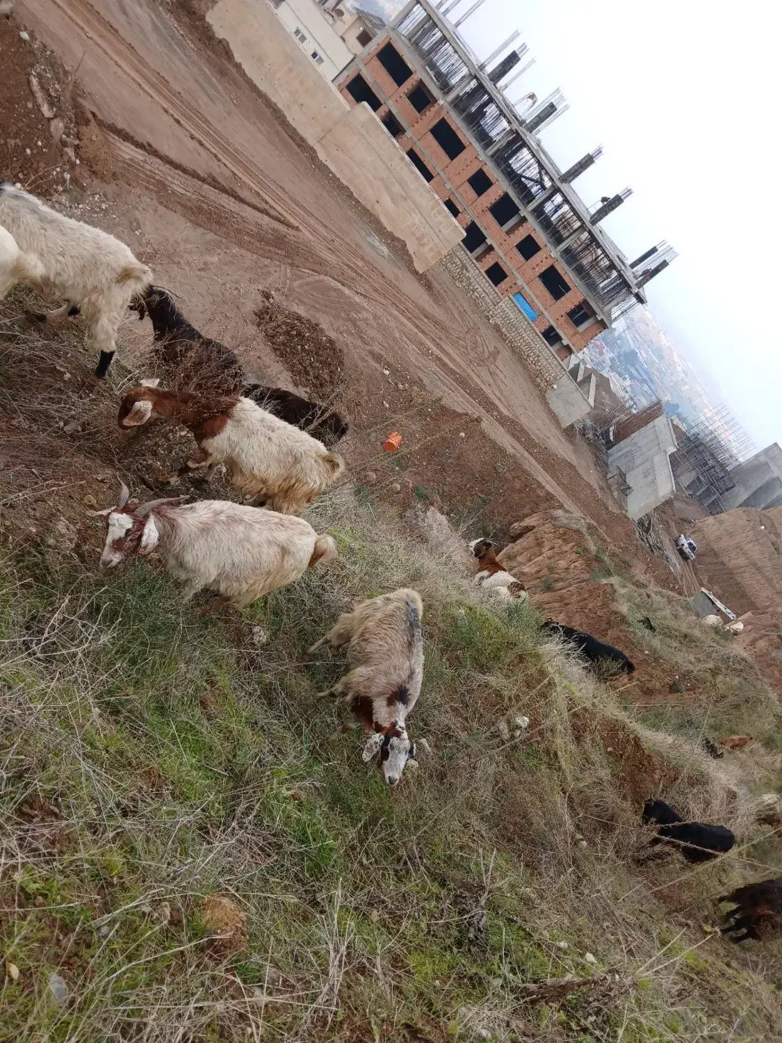 بز آبستن.بره.گوسفند|حیوانات مزرعه|گرگان, |دیوار