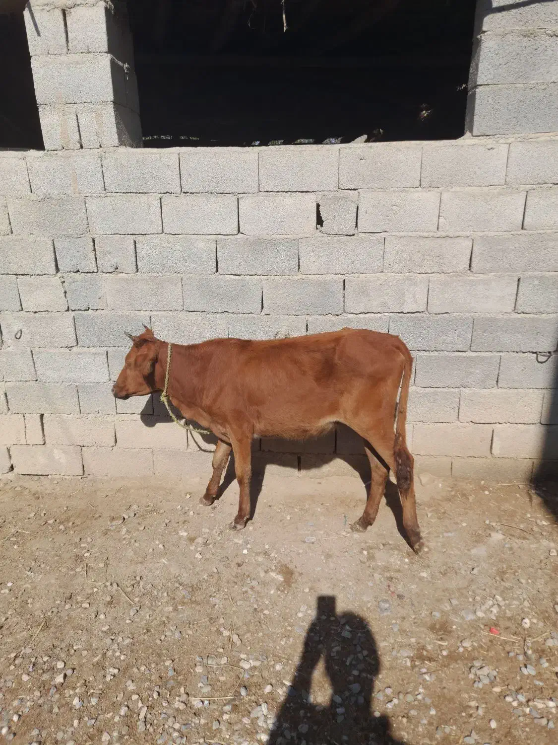 گاو گوساله ماده|حیوانات مزرعه|گنبد کاووس, |دیوار