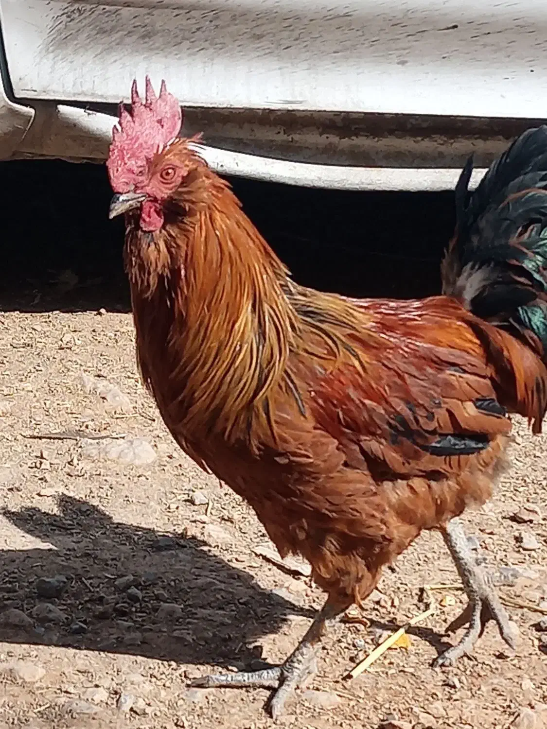 خروس فروشی|حیوانات مزرعه|درودزن, |دیوار