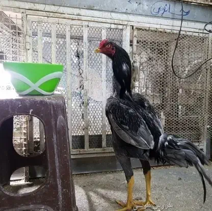 خروس .مرغ لاری|حیوانات مزرعه|قم, سربخش|دیوار