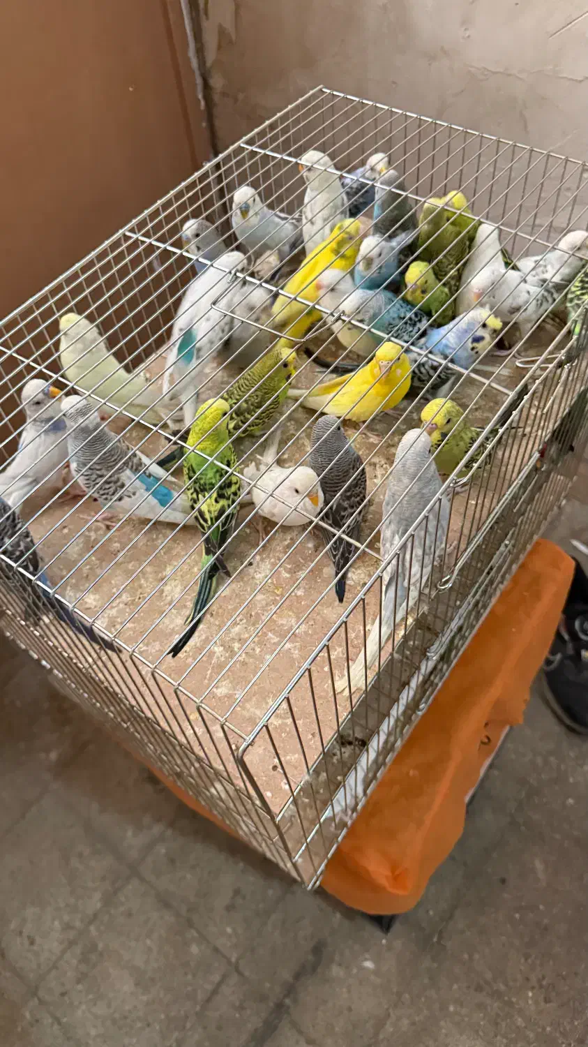 مرغ عشق کوتوله طوطی فروش وخرید|پرنده|قم, دانش|دیوار