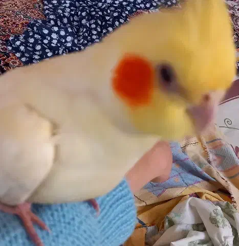 عروسی هلندی گمشده|حیوانات|شیروان (خراسان), |دیوار