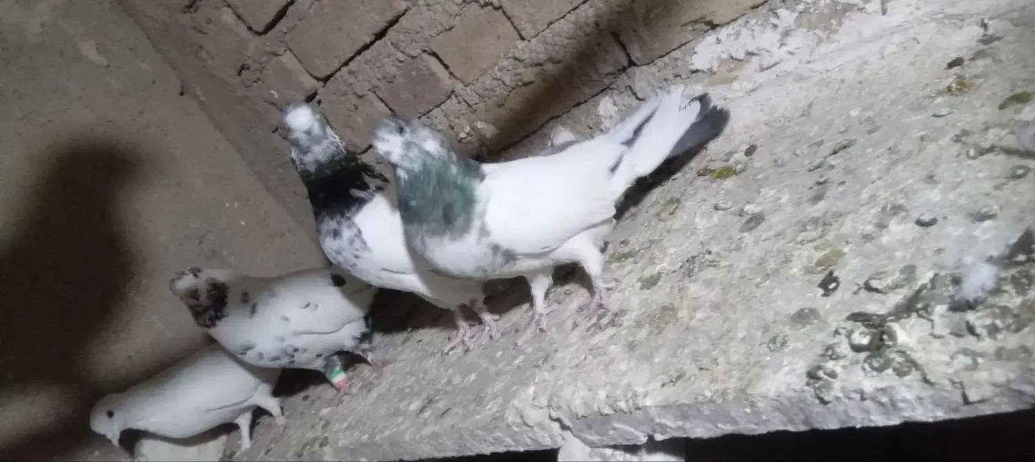 کفتر نوک قنار|پرنده|خزل, |دیوار