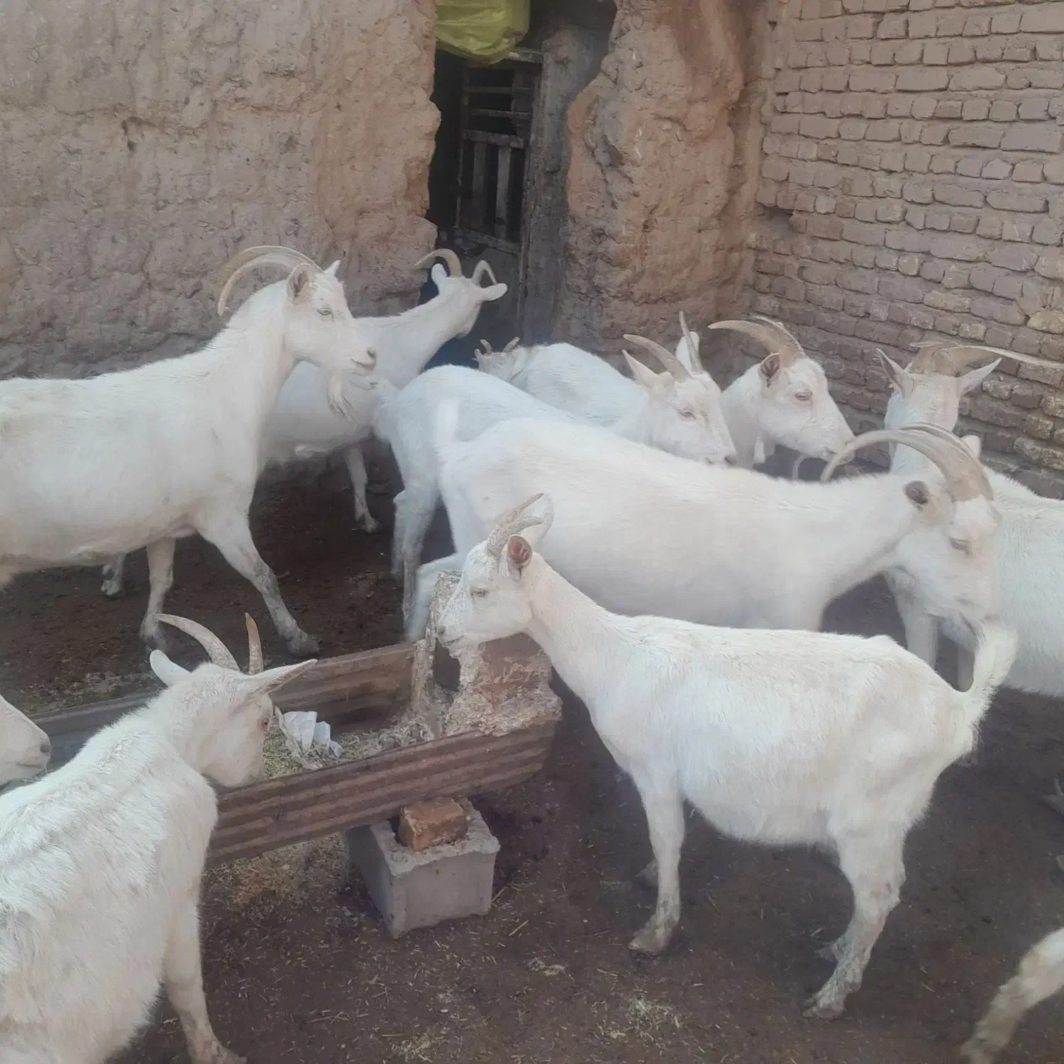 بز،بزغاله،کولار سانن اصل|حیوانات مزرعه|سلامی, |دیوار