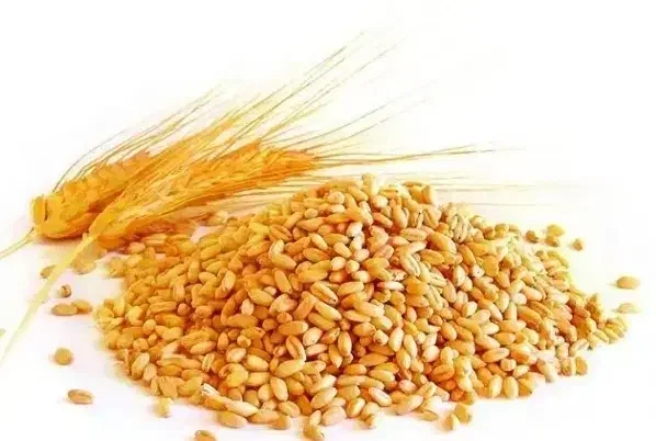 بذر گندم اصلاح شده|خدمات باغبانی و درختکاری|سنقر, |دیوار