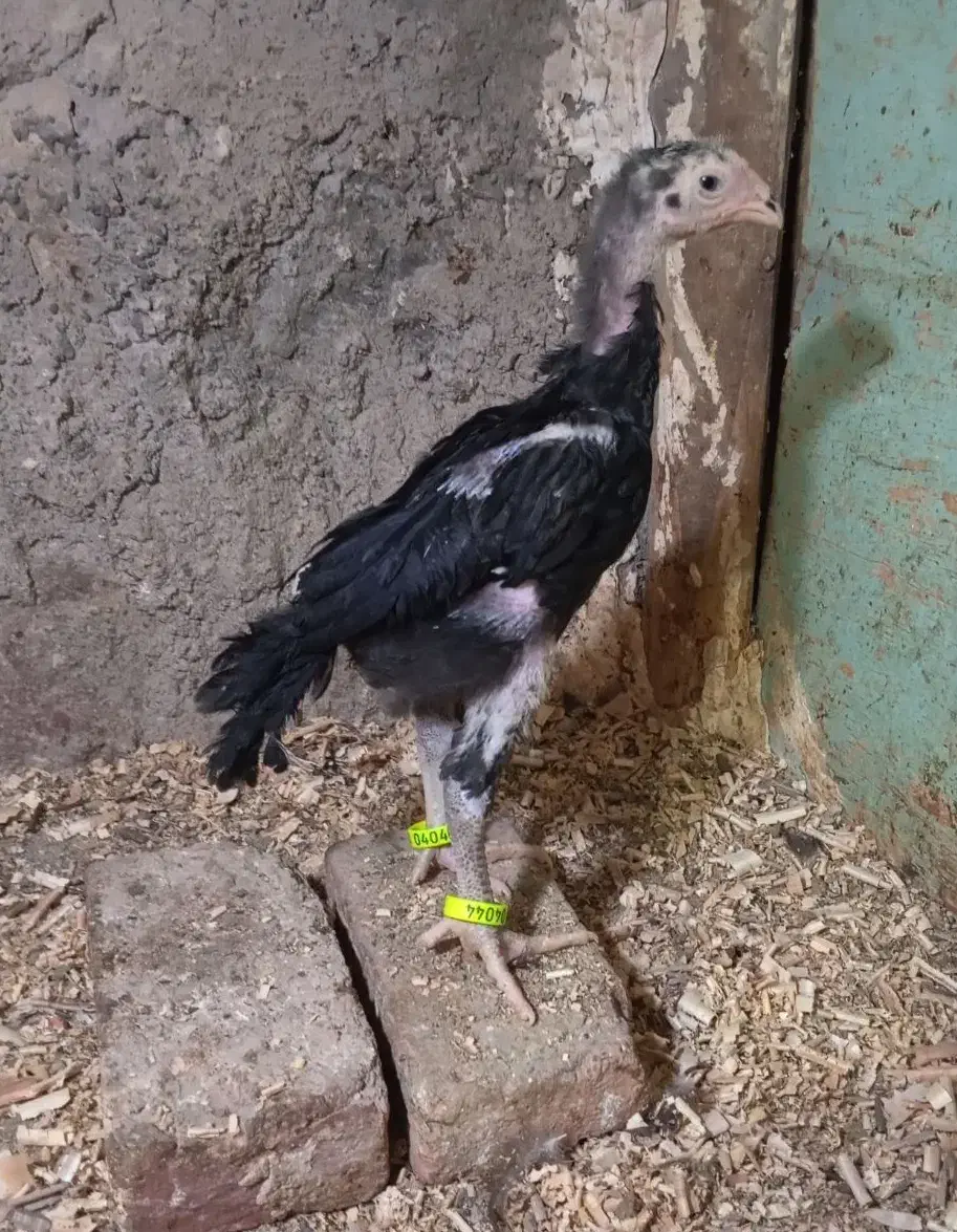 جوجه خروس اوشامو نسل ونژاد معتبرووارداتی|حیوانات مزرعه|مشگین شهر, |دیوار