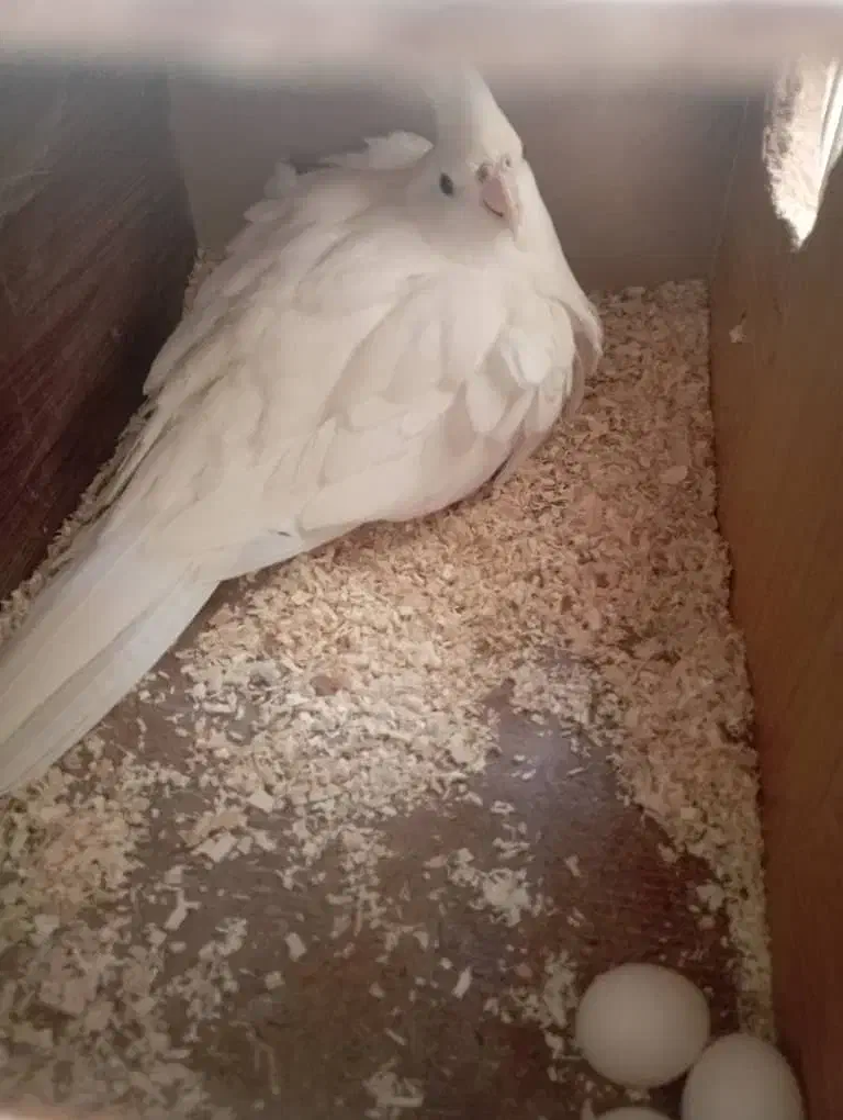 عروس هلندی|پرنده|آران و بیدگل, |دیوار