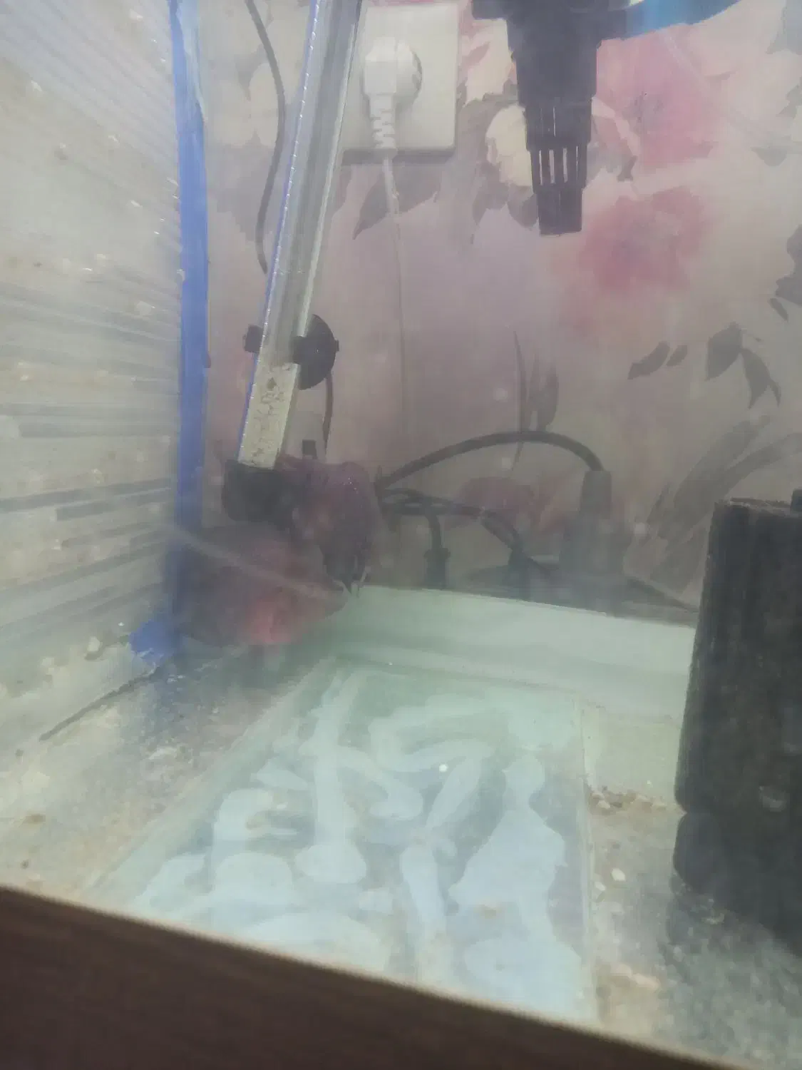 ماهی|ماهی|اصفهان, فرودگاه شهید بهشتی|دیوار