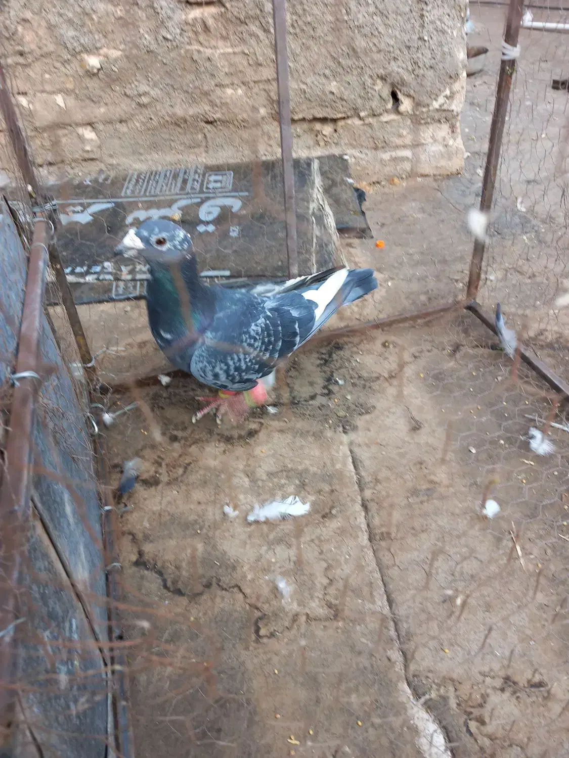 کفتر قره|پرنده|جلگه رخ, |دیوار