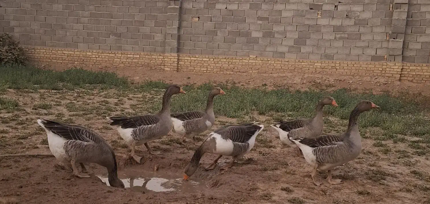 غاز|حیوانات مزرعه|زارچ, |دیوار