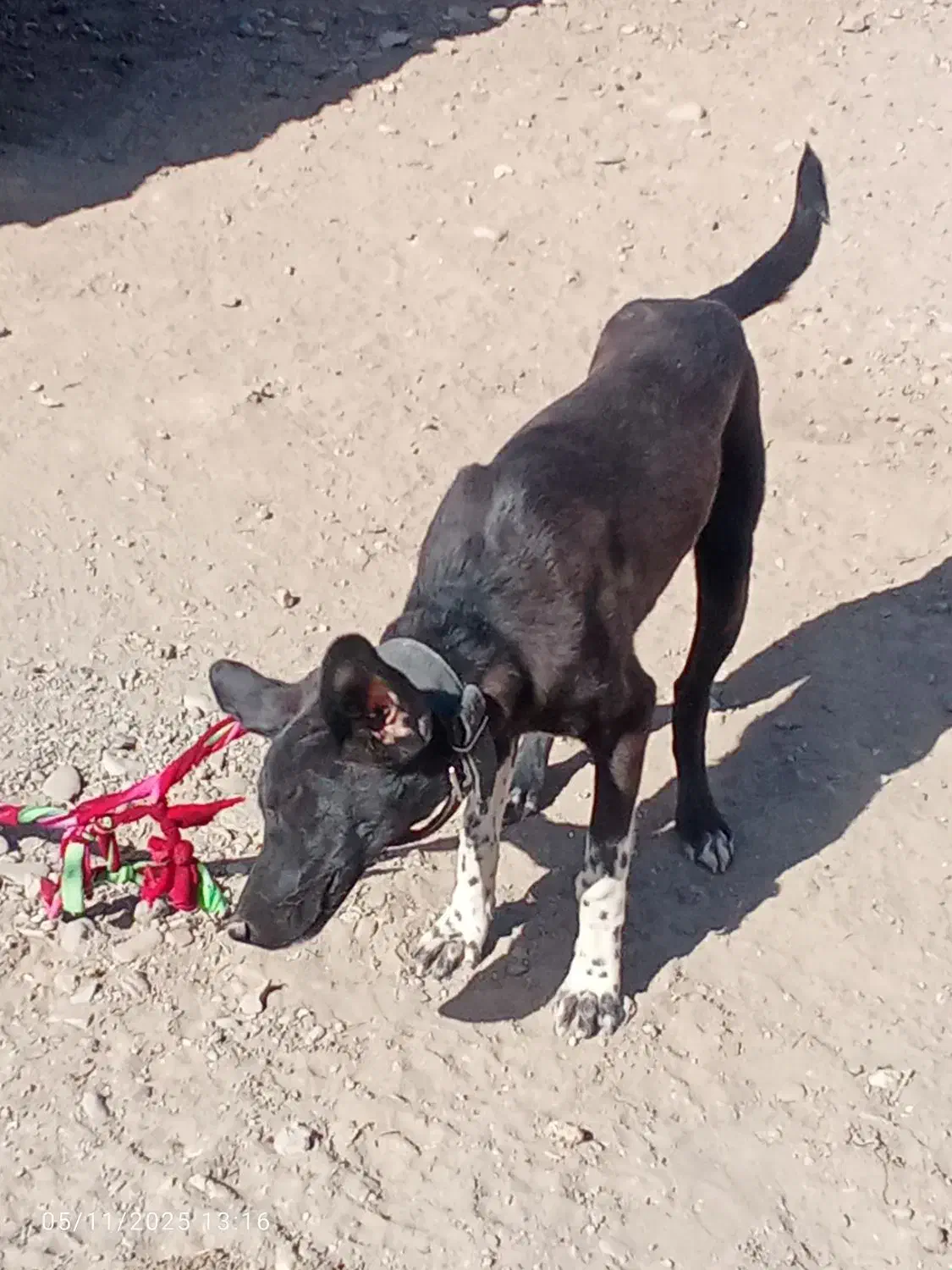 سگ نگهبان گیرندع ماده سیاه|سگ|ایرانشهر, |دیوار