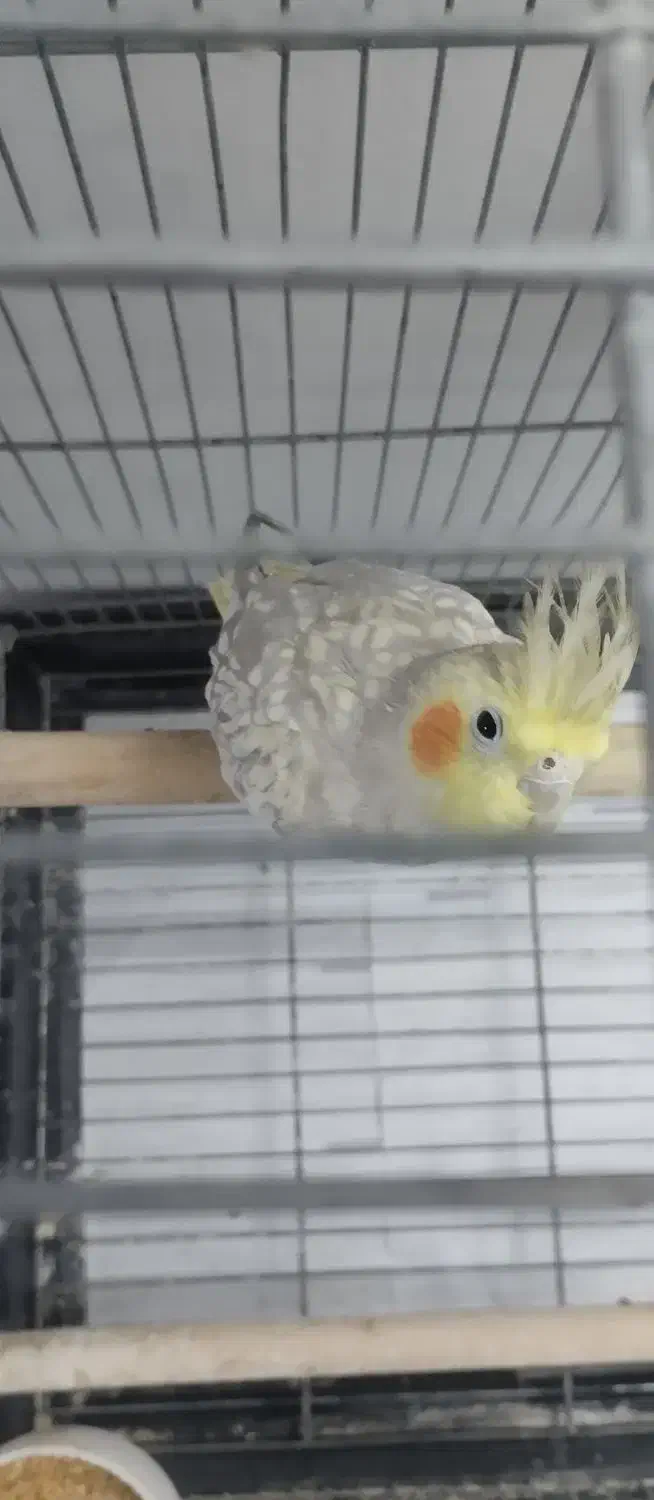 عروس هلندی با قفس و تجهیزات|پرنده|قدس, شهرقدس|دیوار