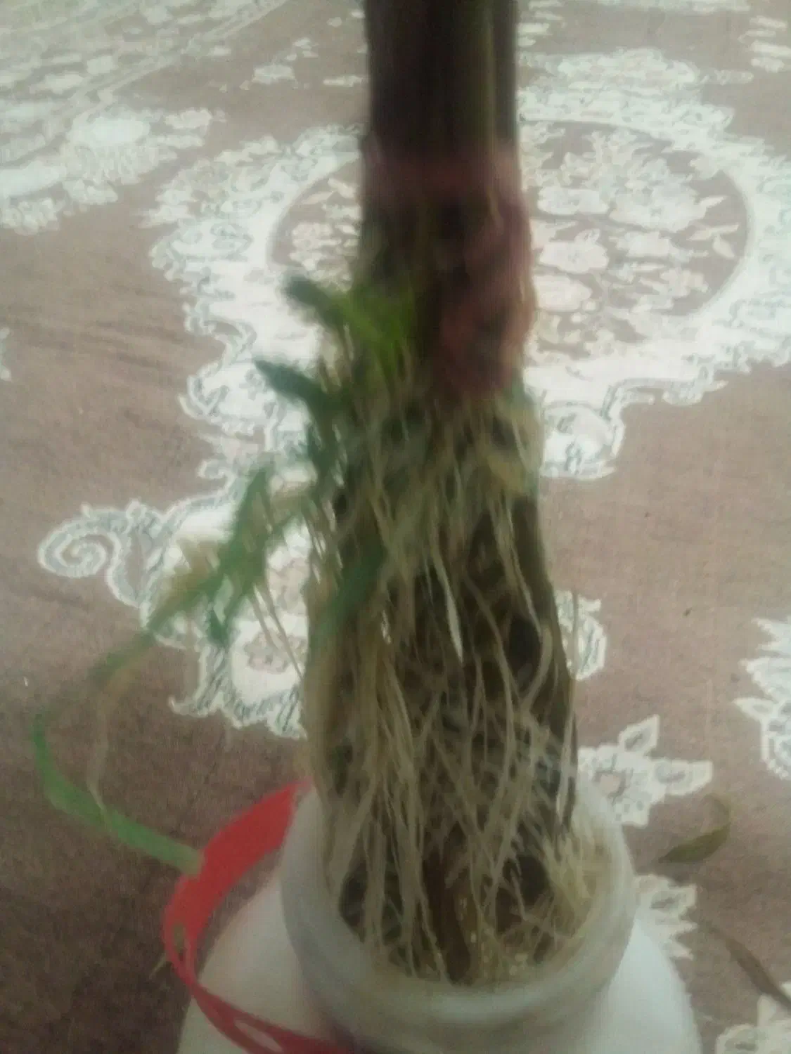 گل خرزر|گل و گیاه طبیعی|نیشابور, میدون بار|دیوار