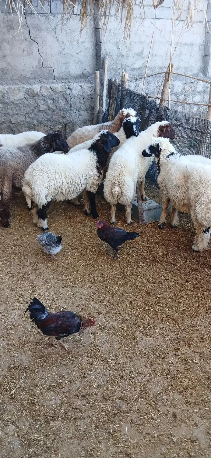 بره نر|حیوانات مزرعه|شباب, |دیوار