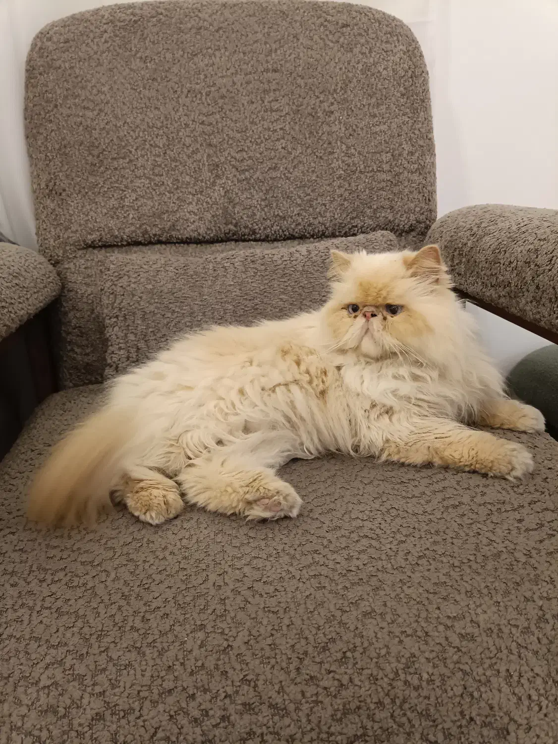 گربه ی پرشین|گربه|لواسان, |دیوار