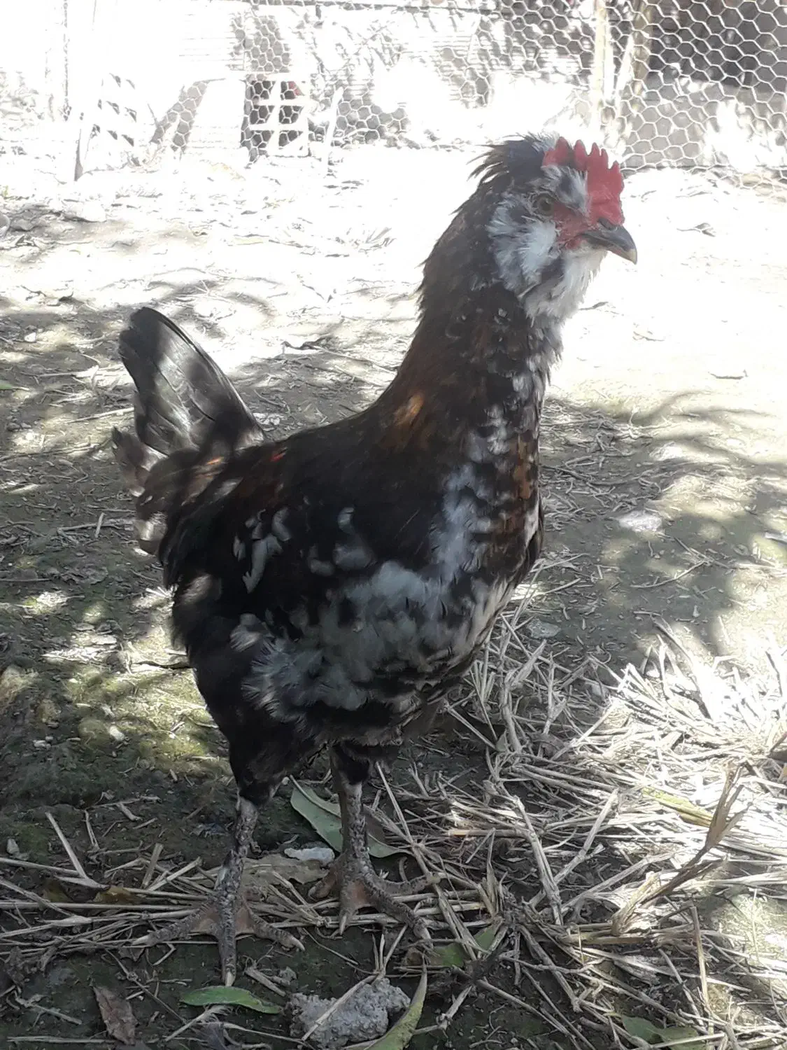 نیمچه گلین ،فول ریش و کاکل|حیوانات مزرعه|گرگان, |دیوار