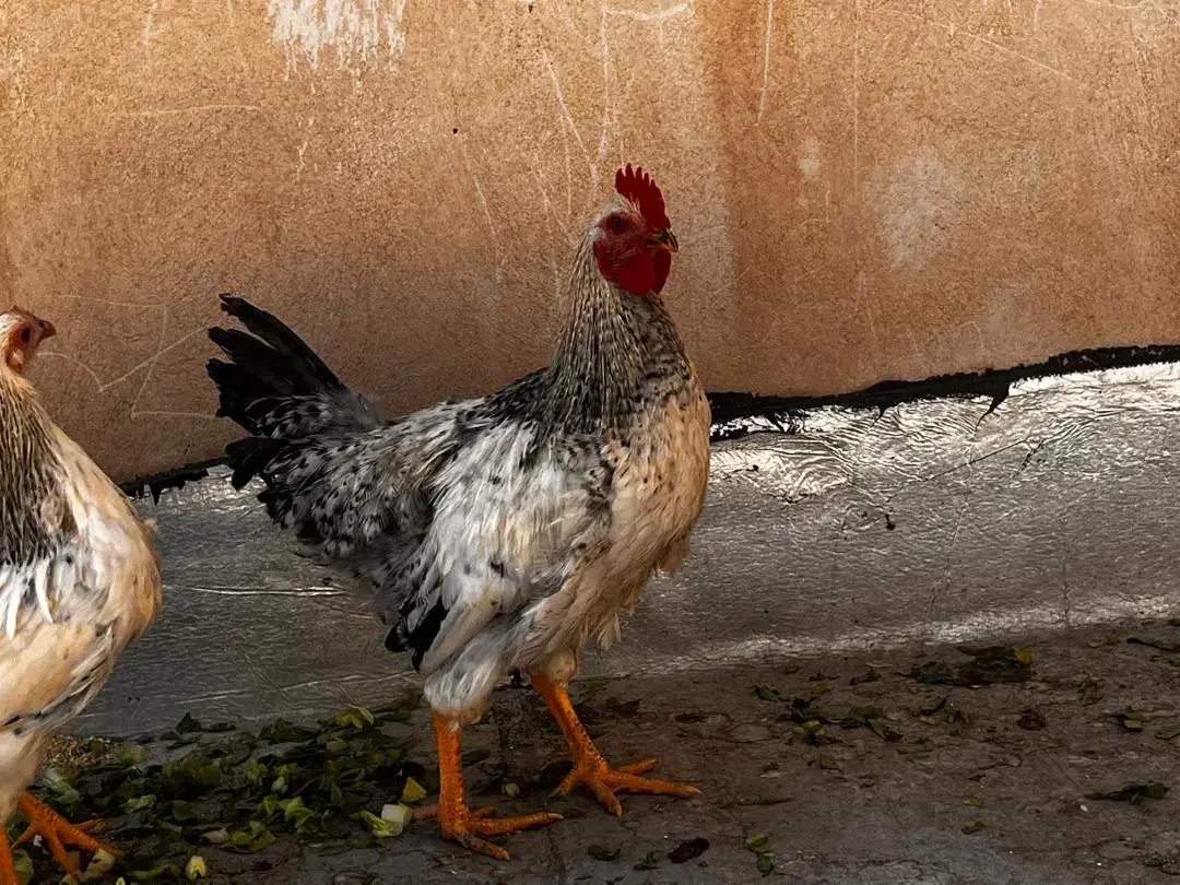 خروس رسمی جوان|حیوانات مزرعه|قم, باجک یک|دیوار