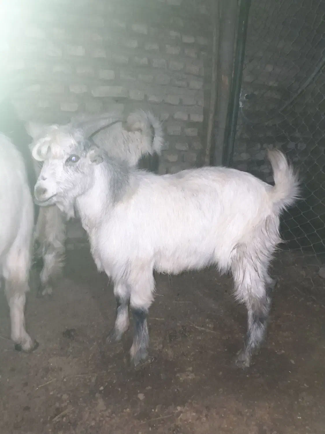 بزغاله نر|حیوانات مزرعه|علی‌آباد کتول, |دیوار