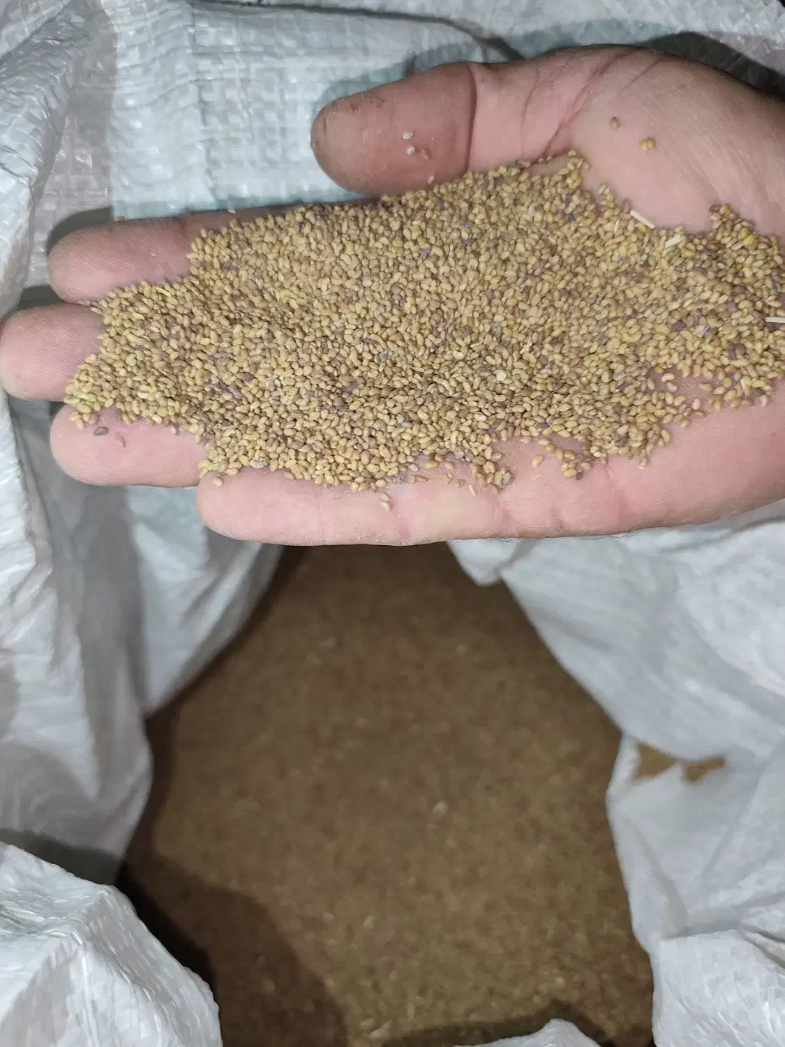 بذر یونجه|خدمات باغبانی و درختکاری|بهبهان, |دیوار