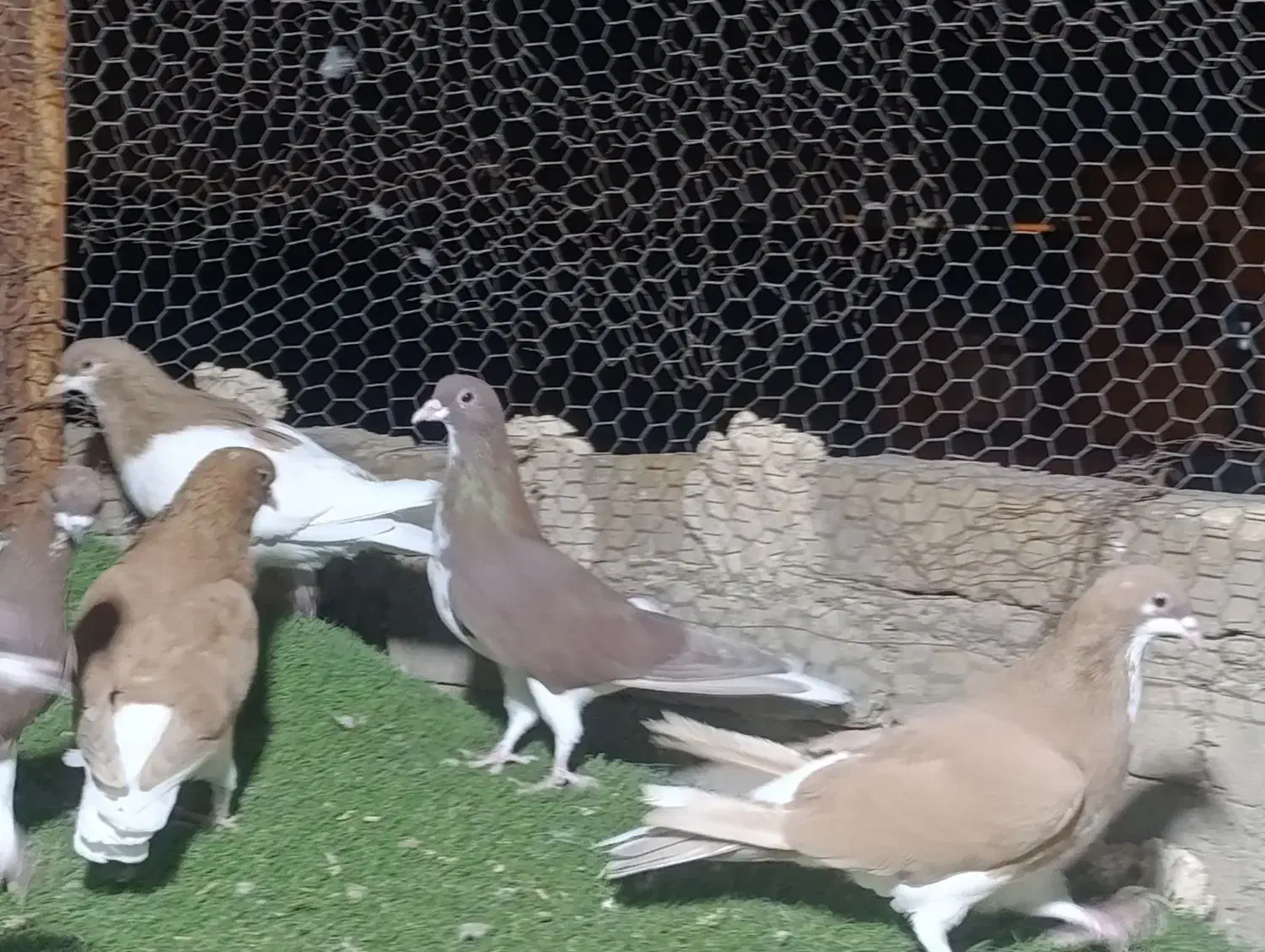 کبوتر شهری|پرنده|شیراز, شهرک گلستان|دیوار