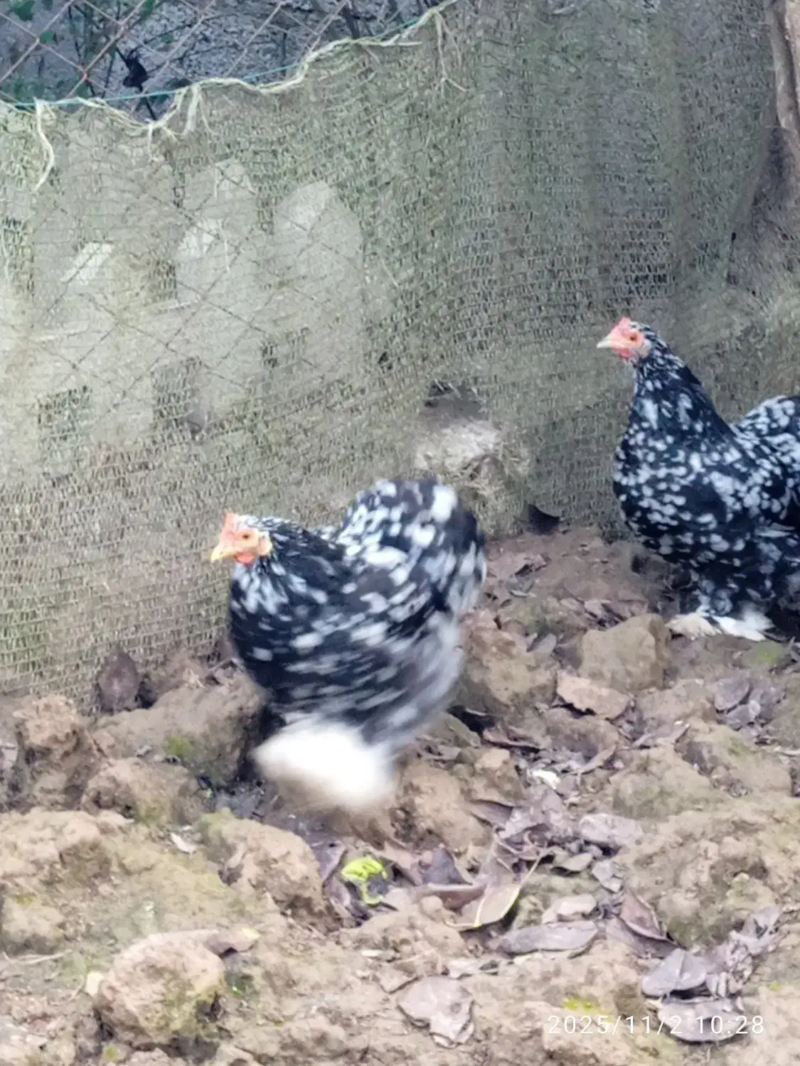 تعدادی مرغ کوشین به علت شلوغی|حیوانات مزرعه|رودبنه, |دیوار