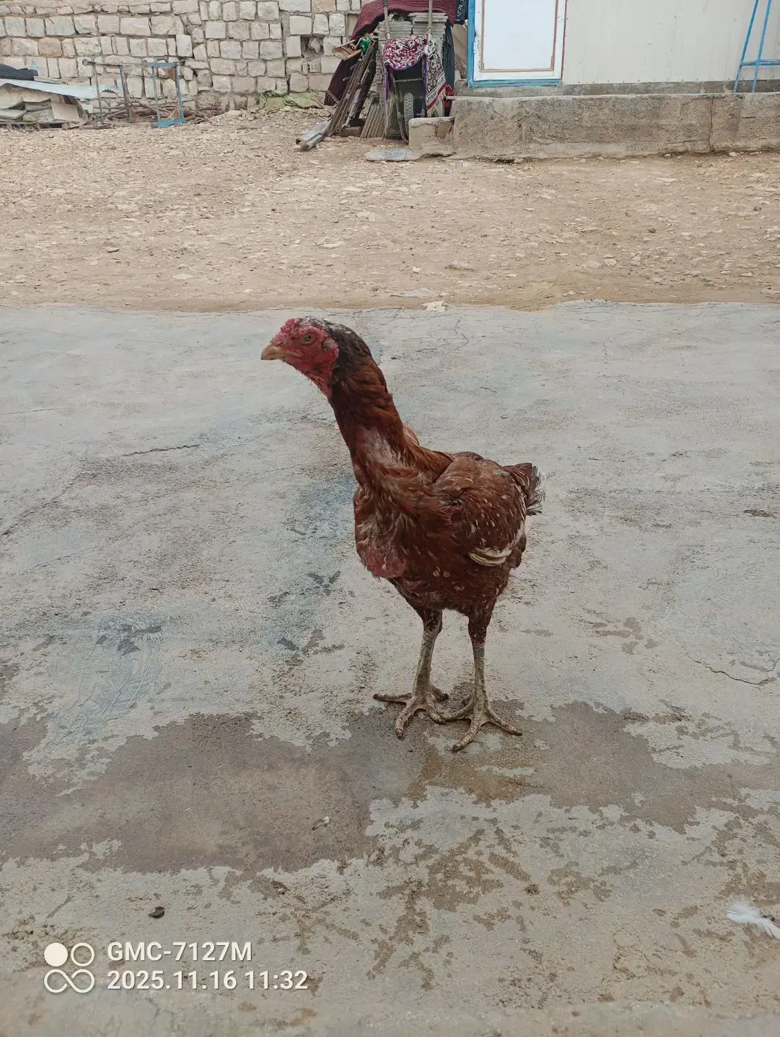 با سلام مرغ لاری شش دانگ|حیوانات مزرعه|سرپل ذهاب, |دیوار