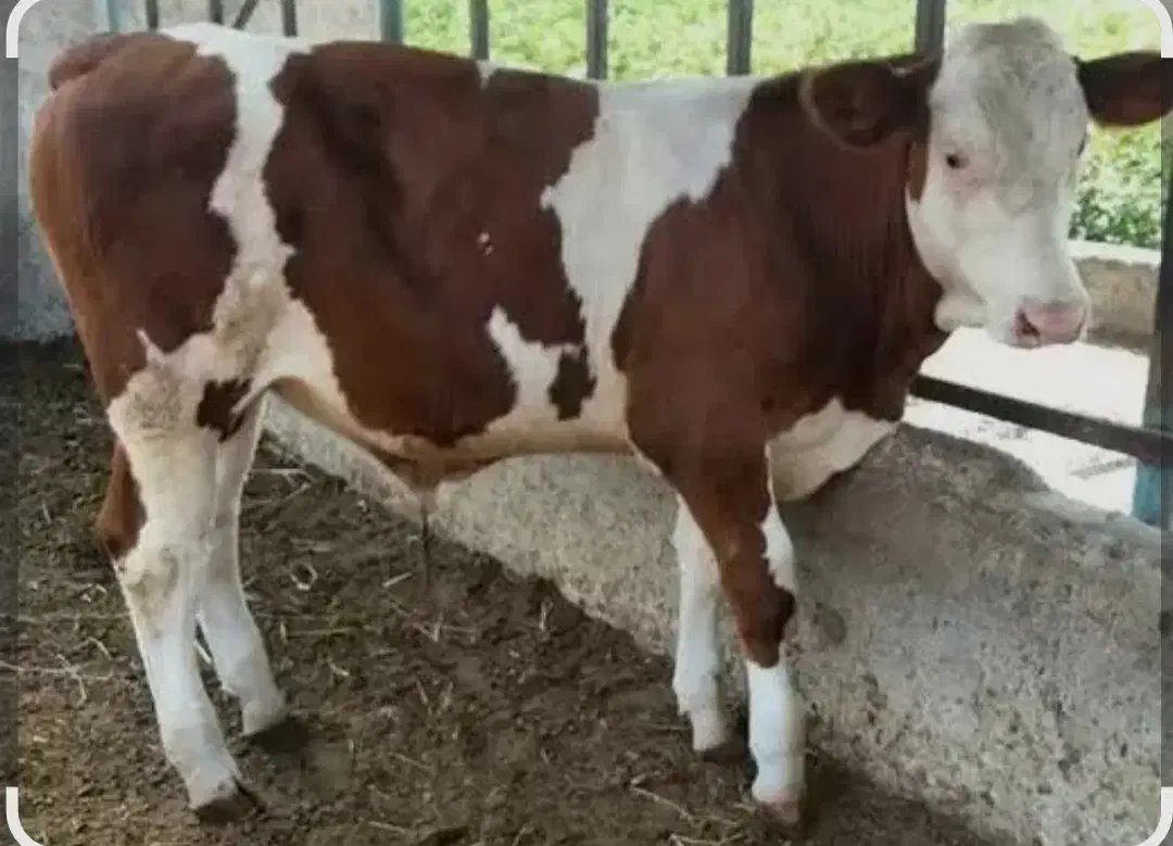 فروش انواع گوساله هایه پرواری و داشتی|حیوانات مزرعه|بندر ترکمن, |دیوار