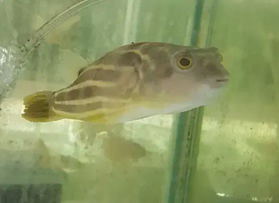 چانا فاهاکا پرت فلاورپیکاک پولی ردتیل پنکوسه شکاری|ماهی|مشهد, امیر|دیوار